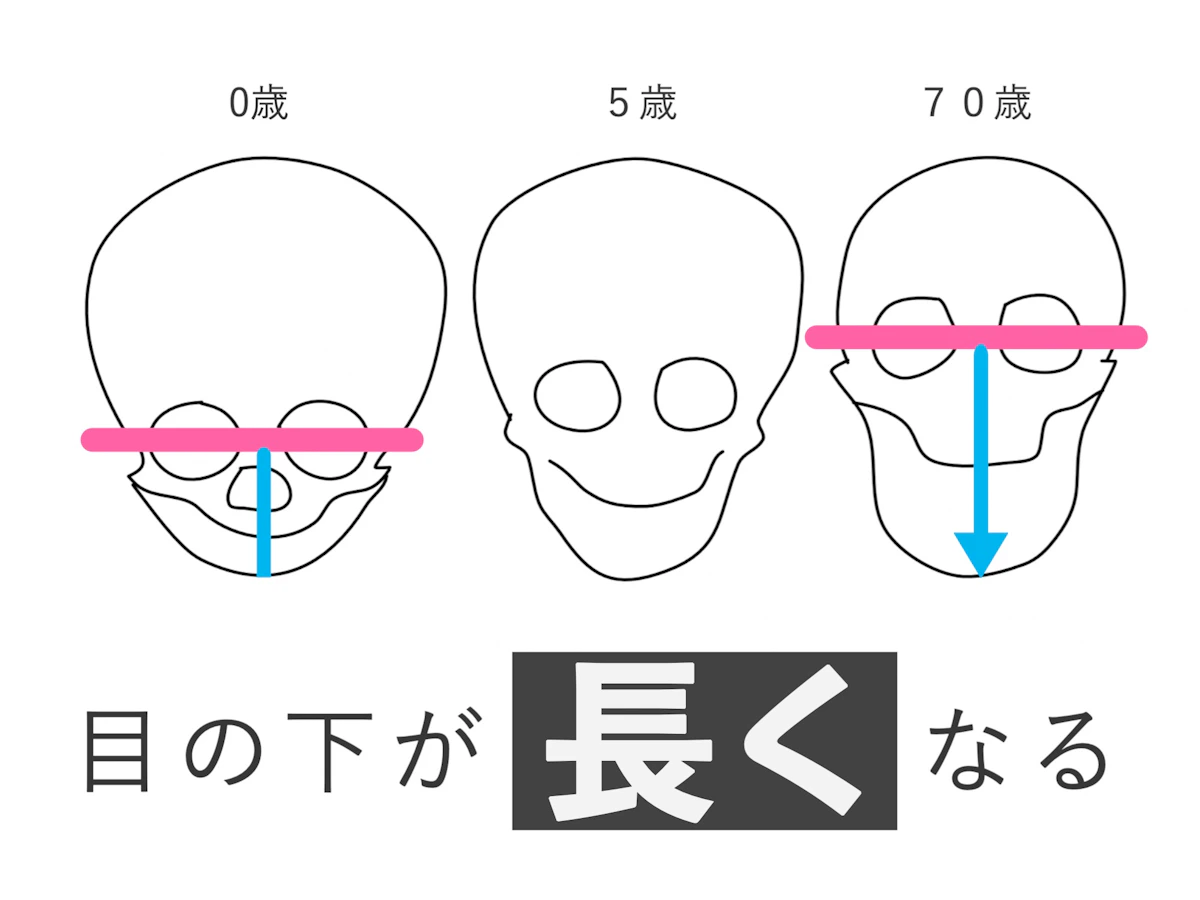 頭蓋骨の変化