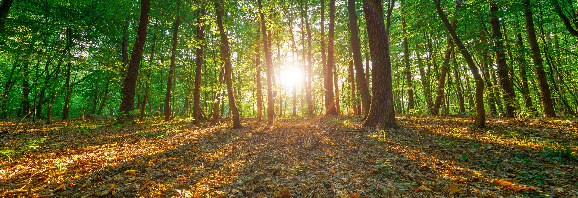 heading-banner2-image