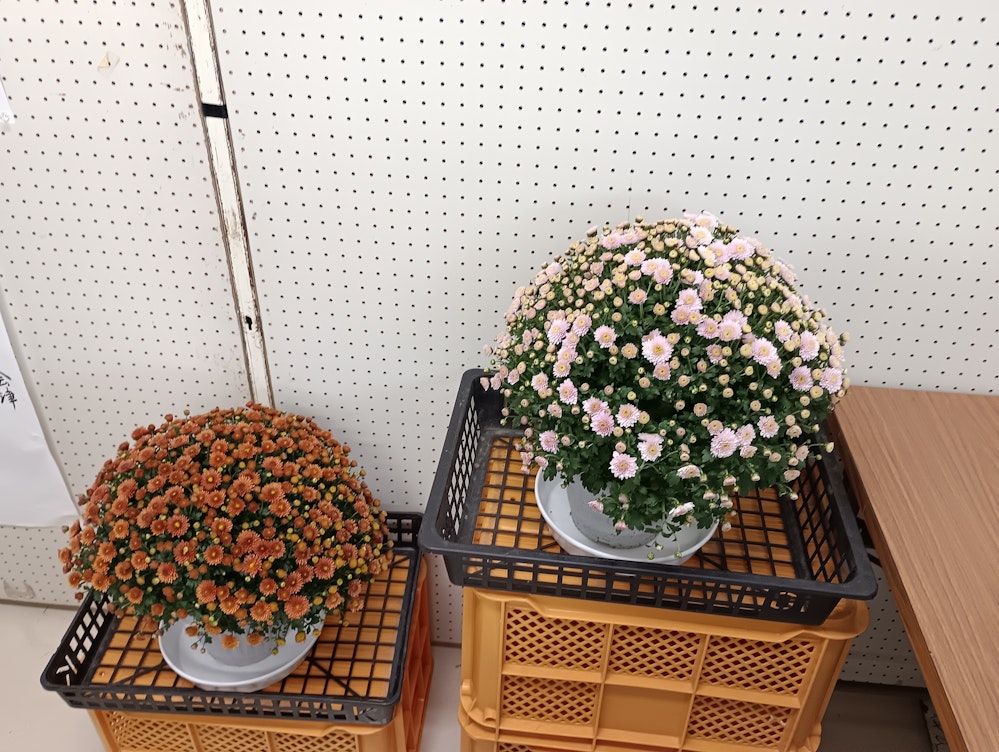 玄関に飾られたざる菊