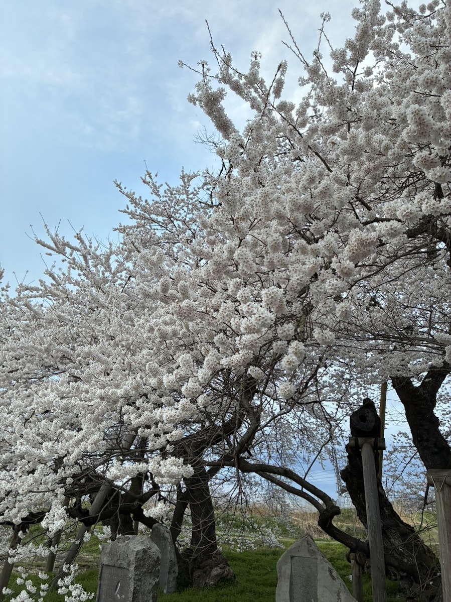 今まさに見頃を迎えている石部桜