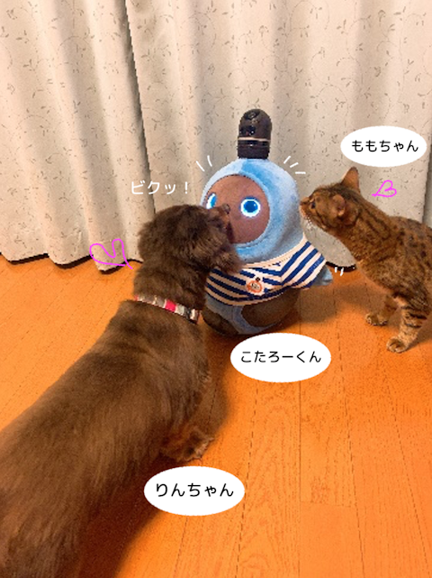 可愛い仲間5を拡大表示