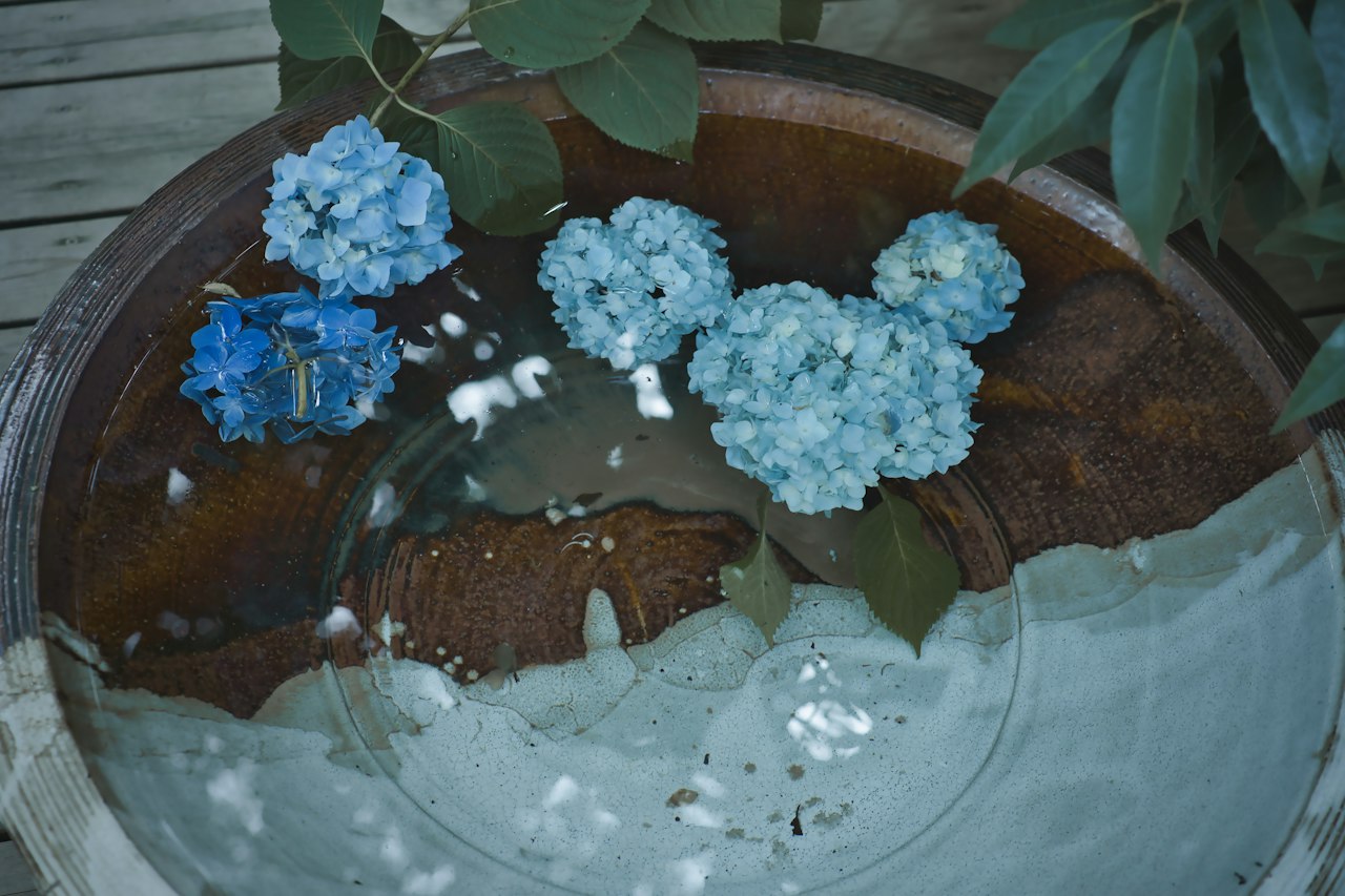 水に浮かぶ紫陽花