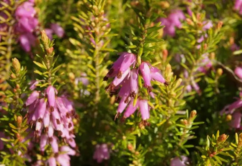 ラベンダーパインのイメージ