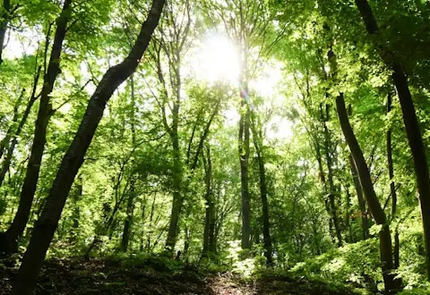 フレッシュウッドのイメージ