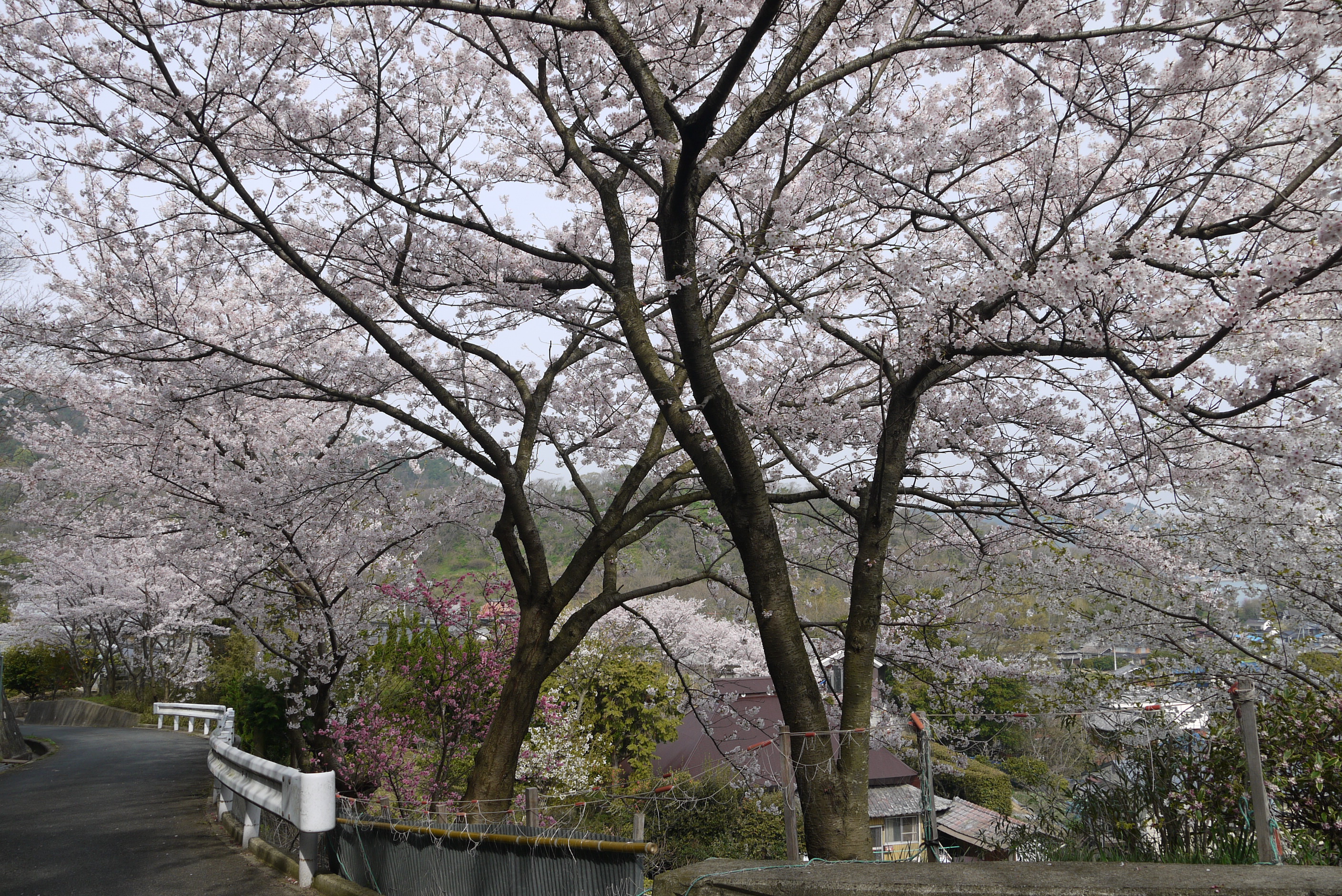 桜