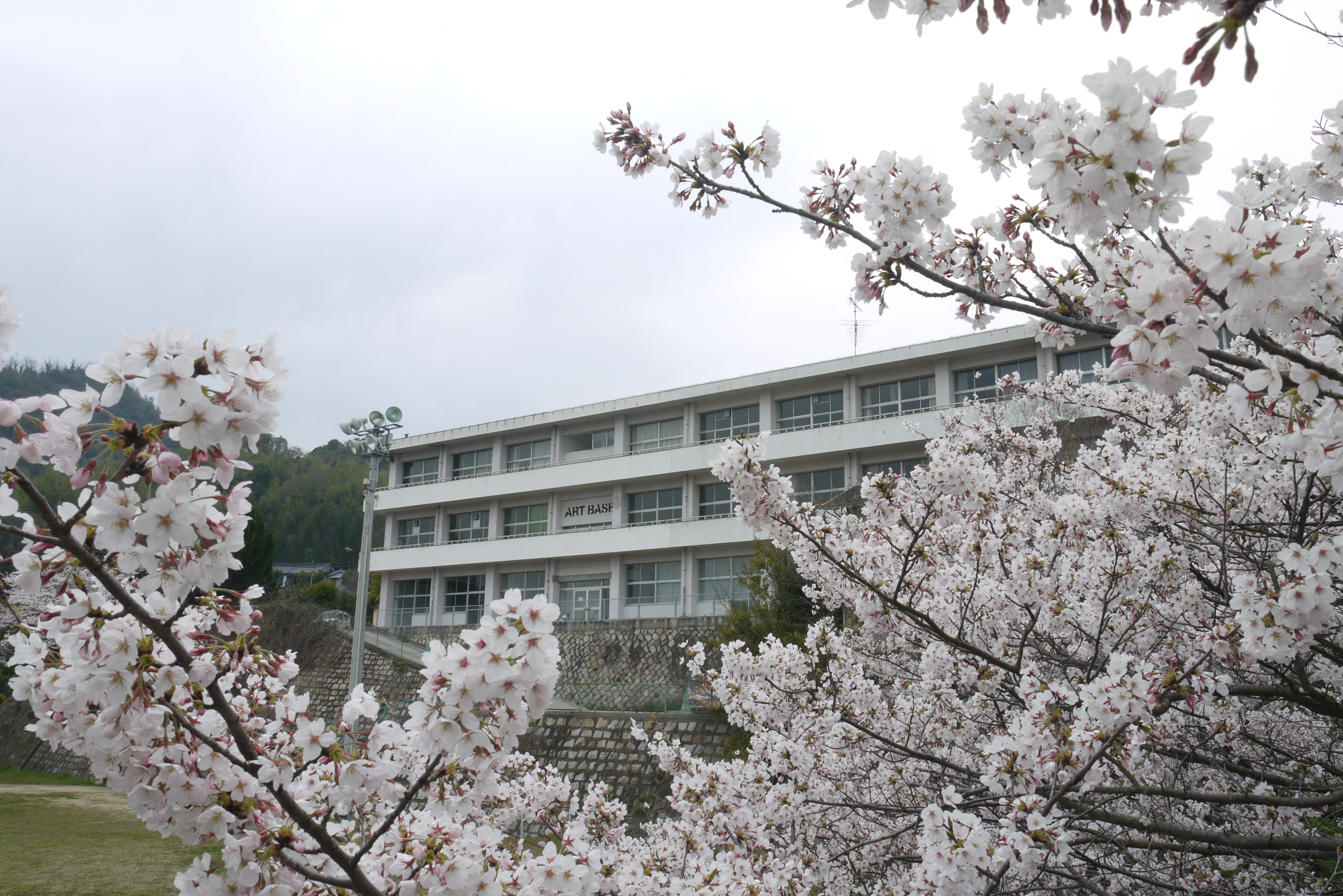 桜