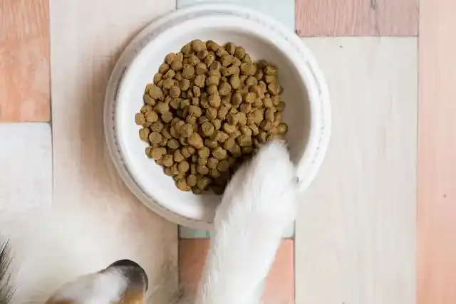 【2024年最新】半生タイプのドッグフードおすすめ8選|シニア犬や小型犬にも