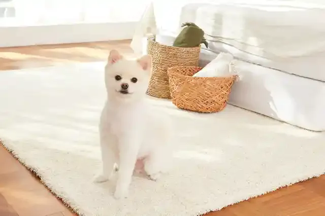 ペットカメラおすすめ5選|見守りやイタズラ防止に