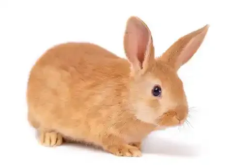 pixta.jp