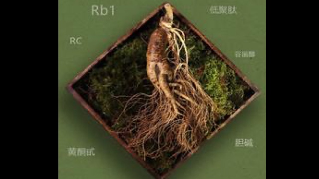 高麗人参
