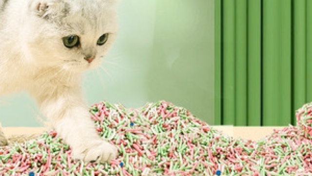 猫砂