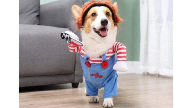 ペット服
