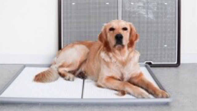 犬用トイレ