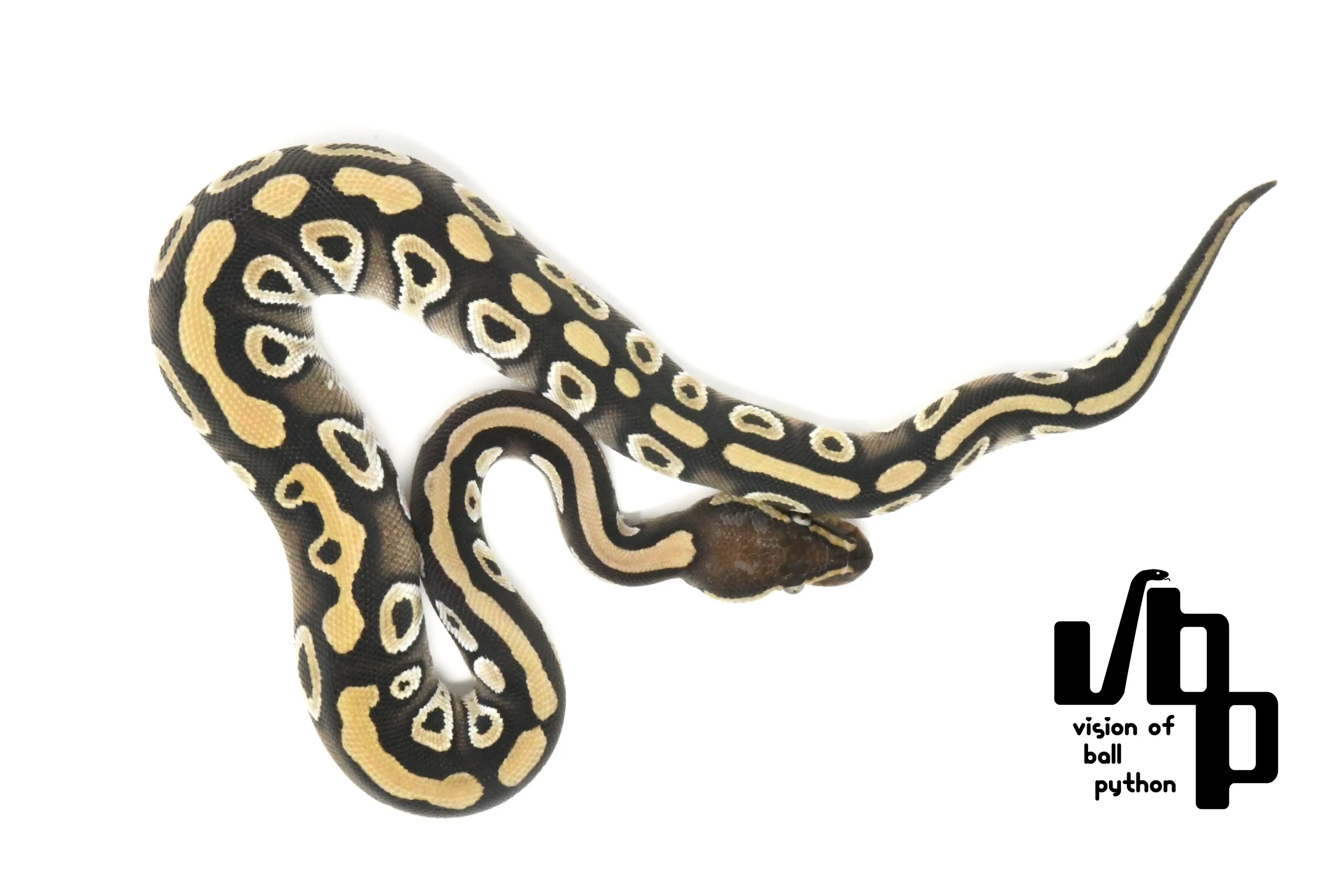 モハベ100%dhゴーストクラウン - 2