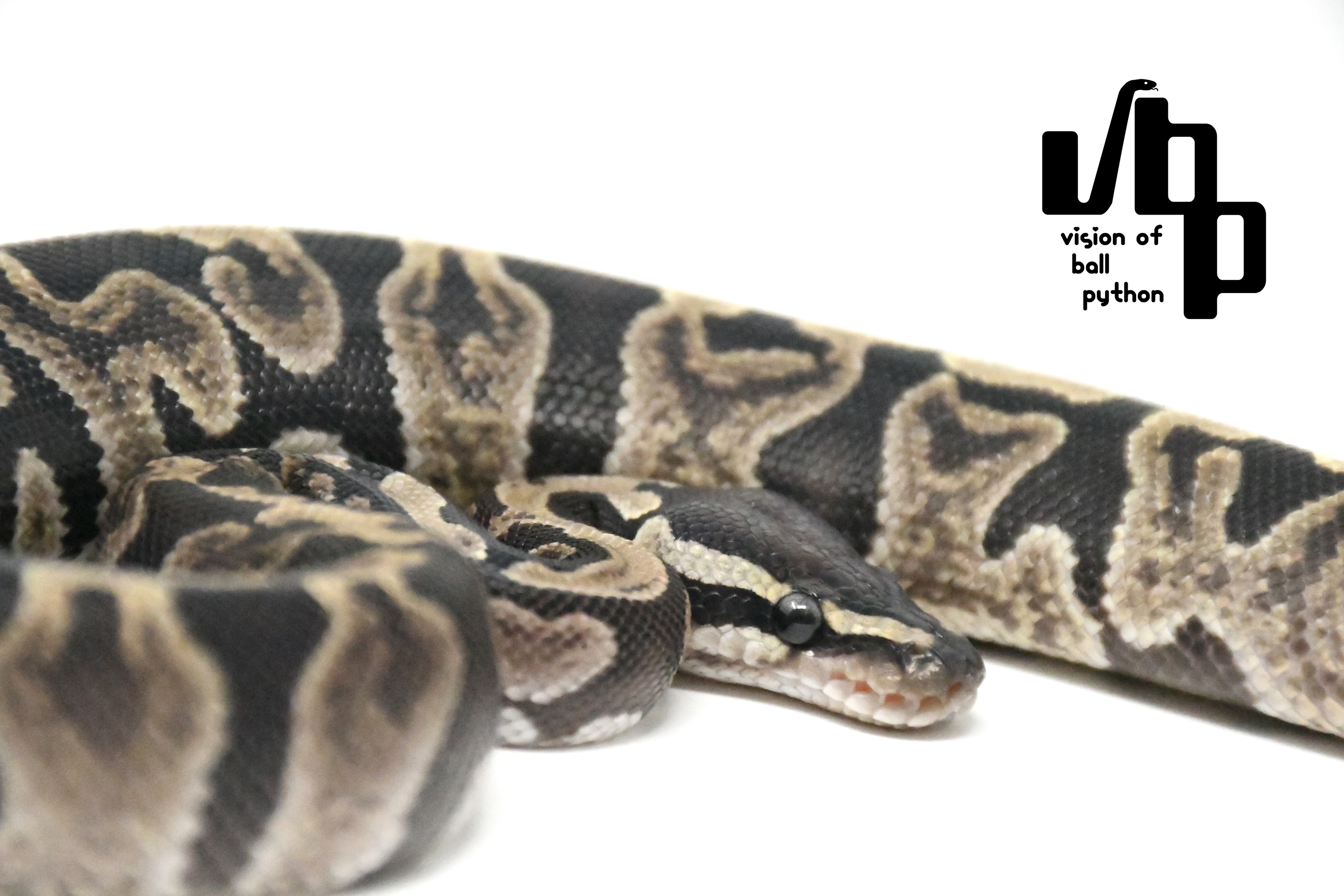 【ペア価格】GHI100%thデザートゴーストゴーストパイボール - 3