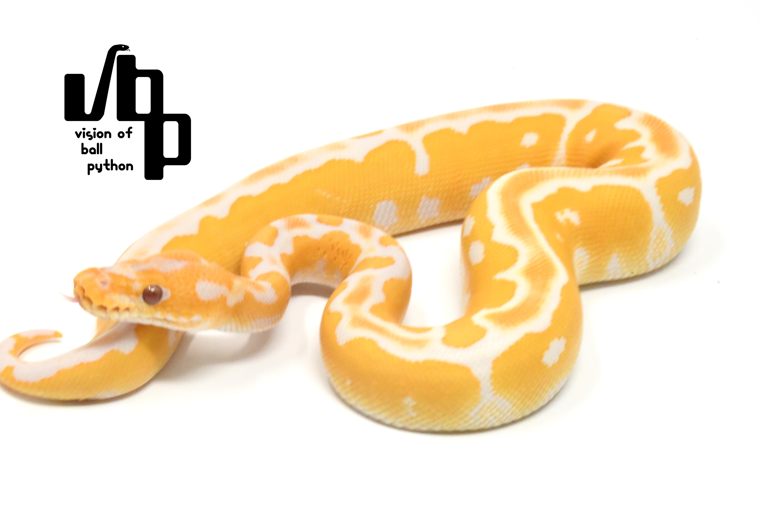 新入荷個体公開のお知らせ