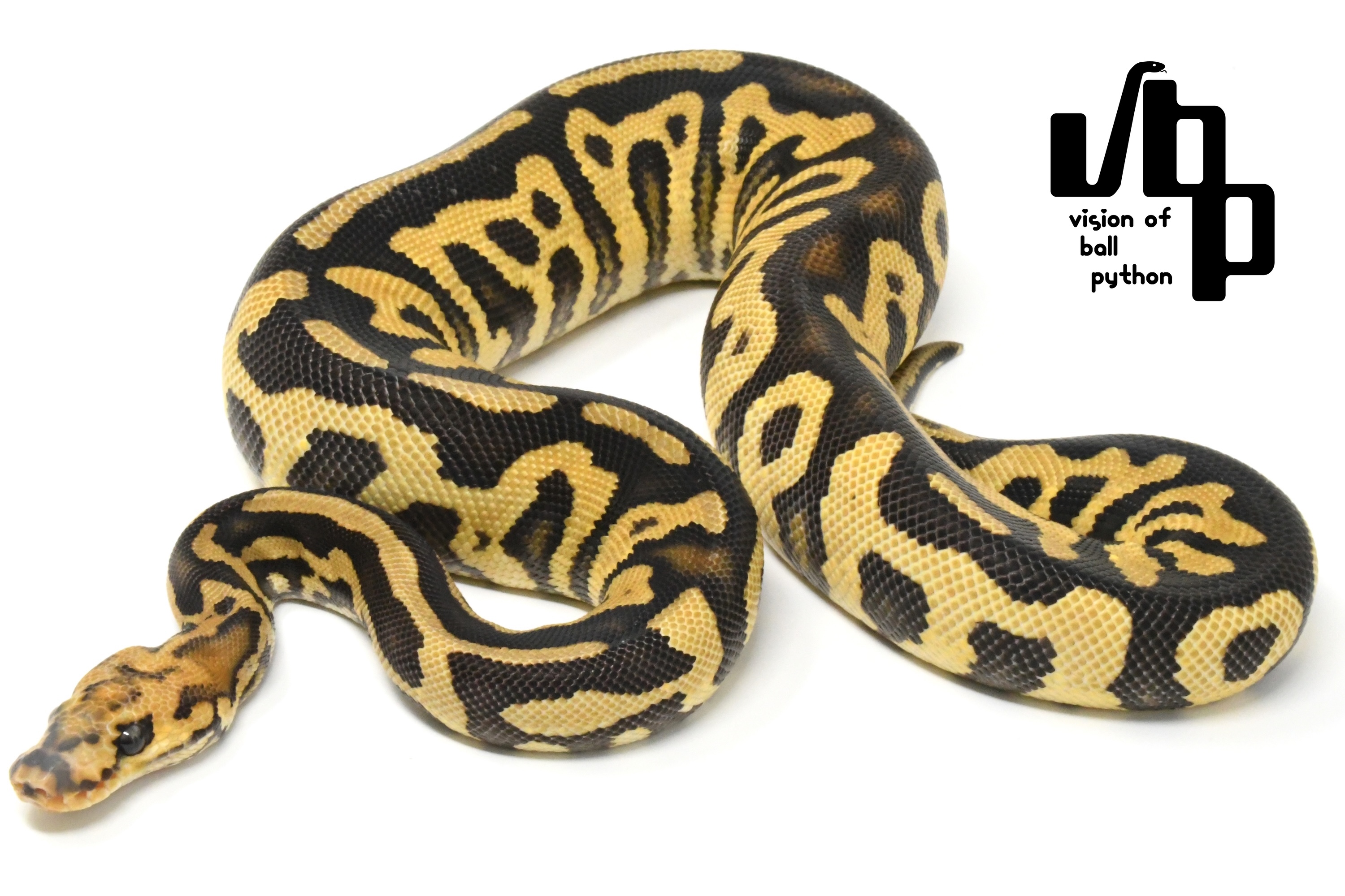 販売個体詳細 | vbp