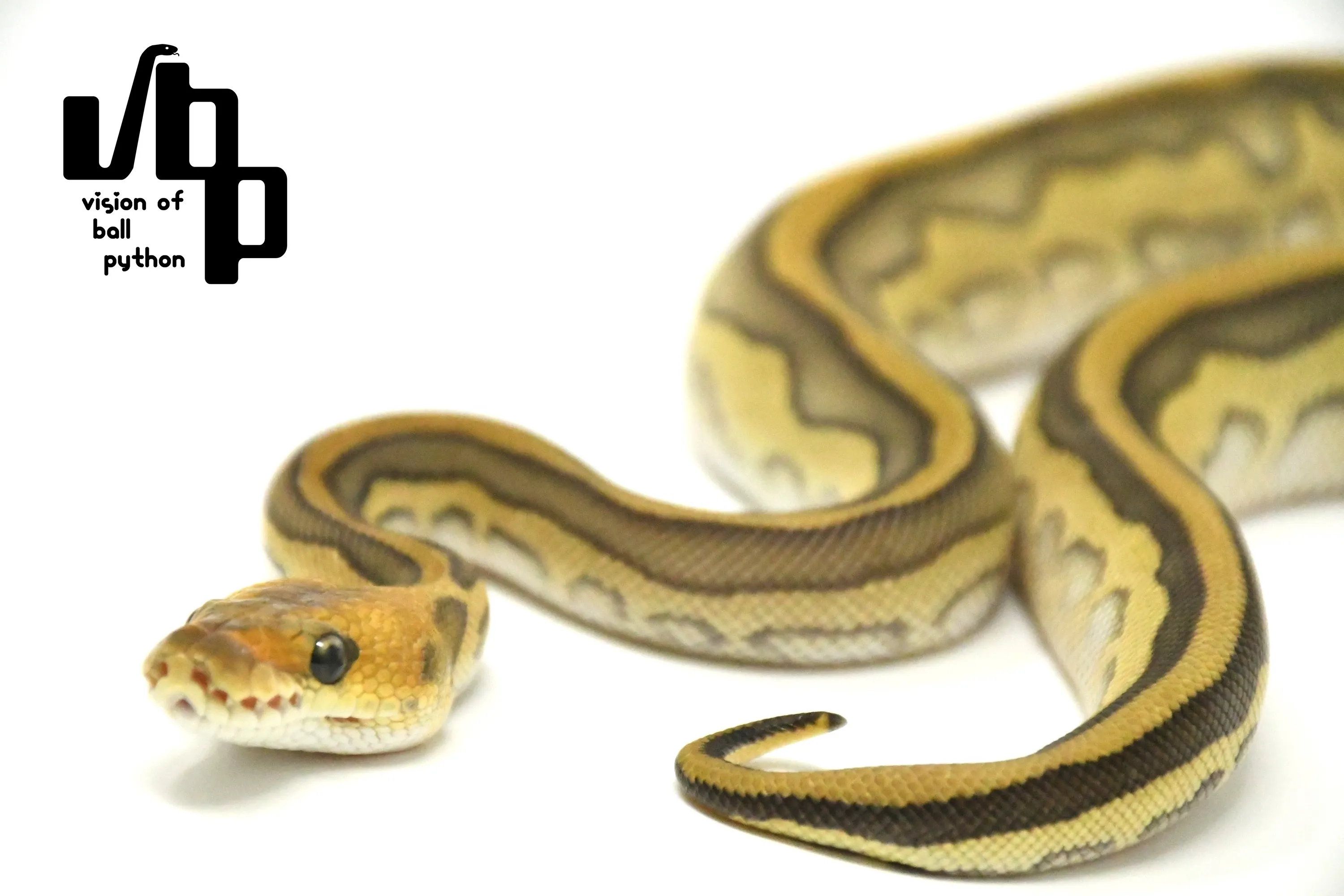 レッサーレオパードチョコレートシナモンクラウン - 3