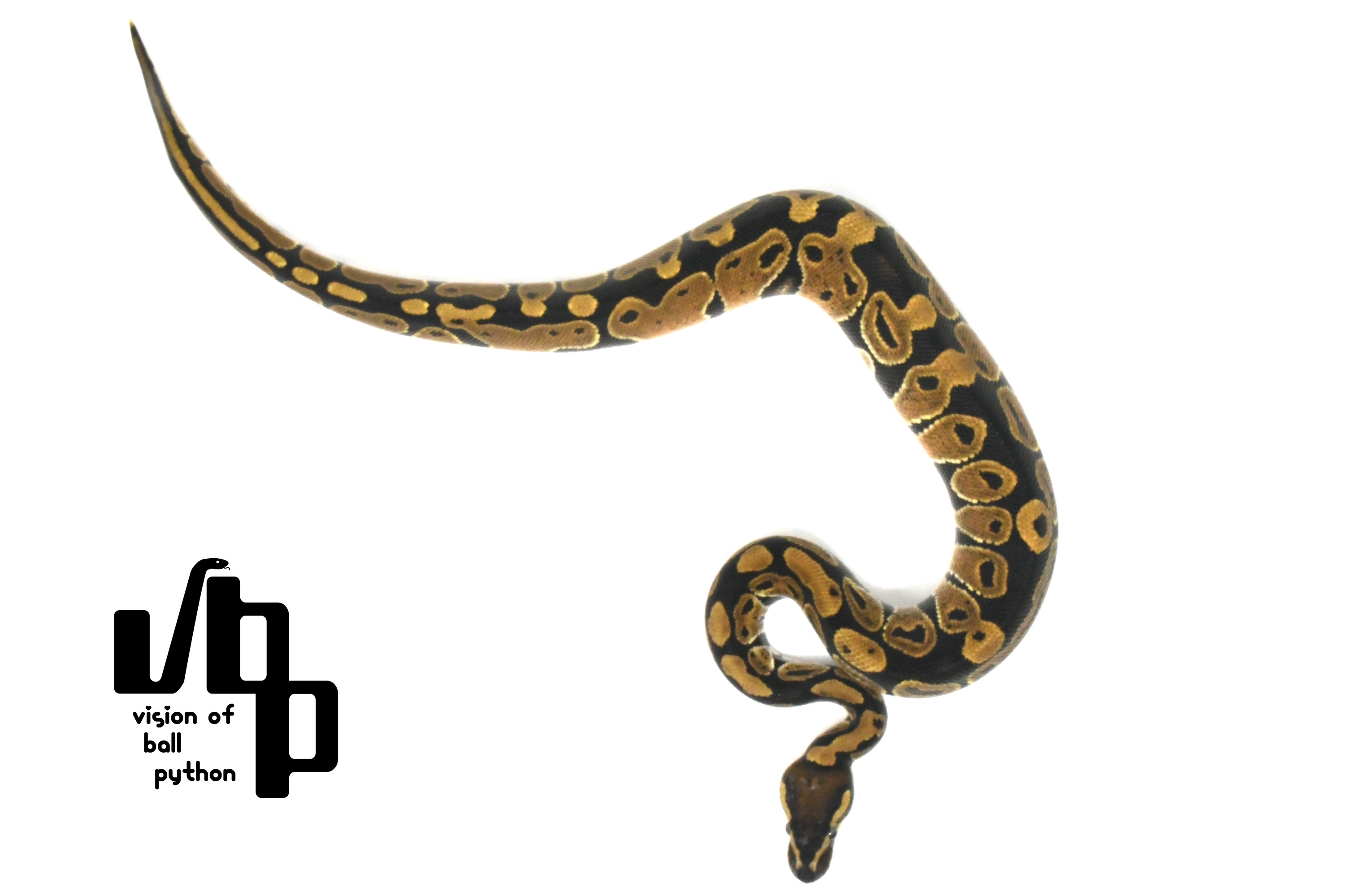 【ペア価格】66%hetレインボー - 2