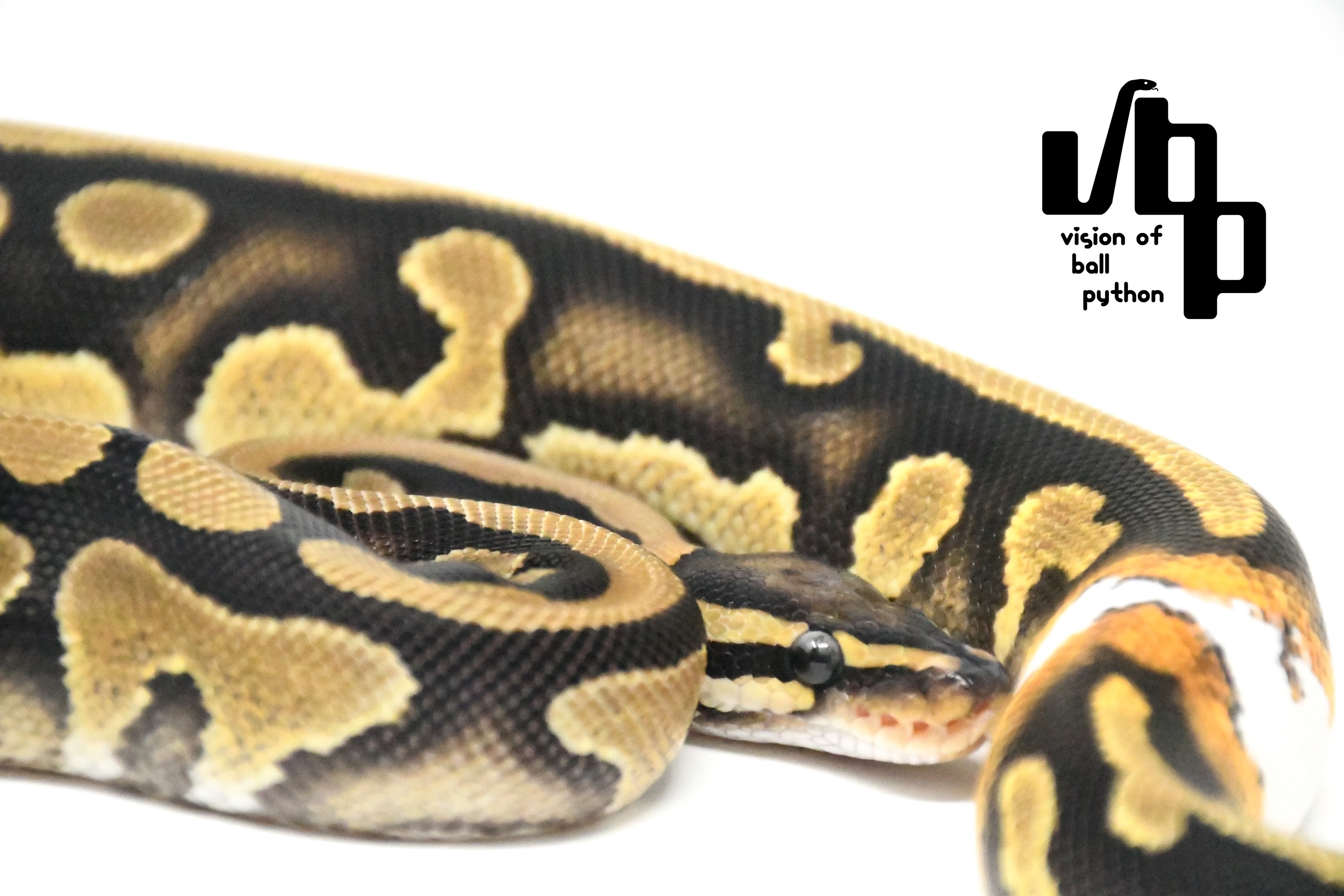 【ペア価格】イエローベリー100%thデザートゴーストゴーストパイボール - 3