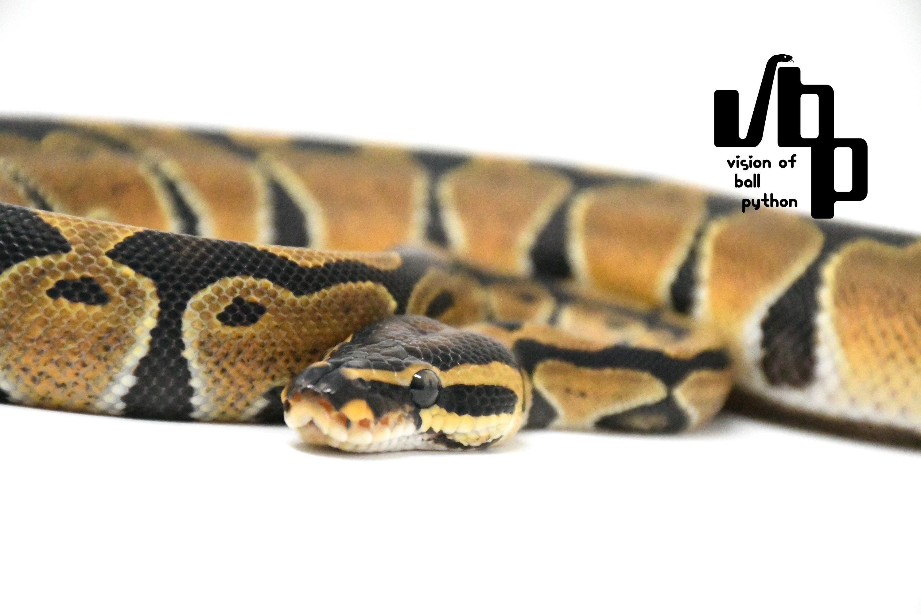 【ペア価格】66%hetレインボー - 3