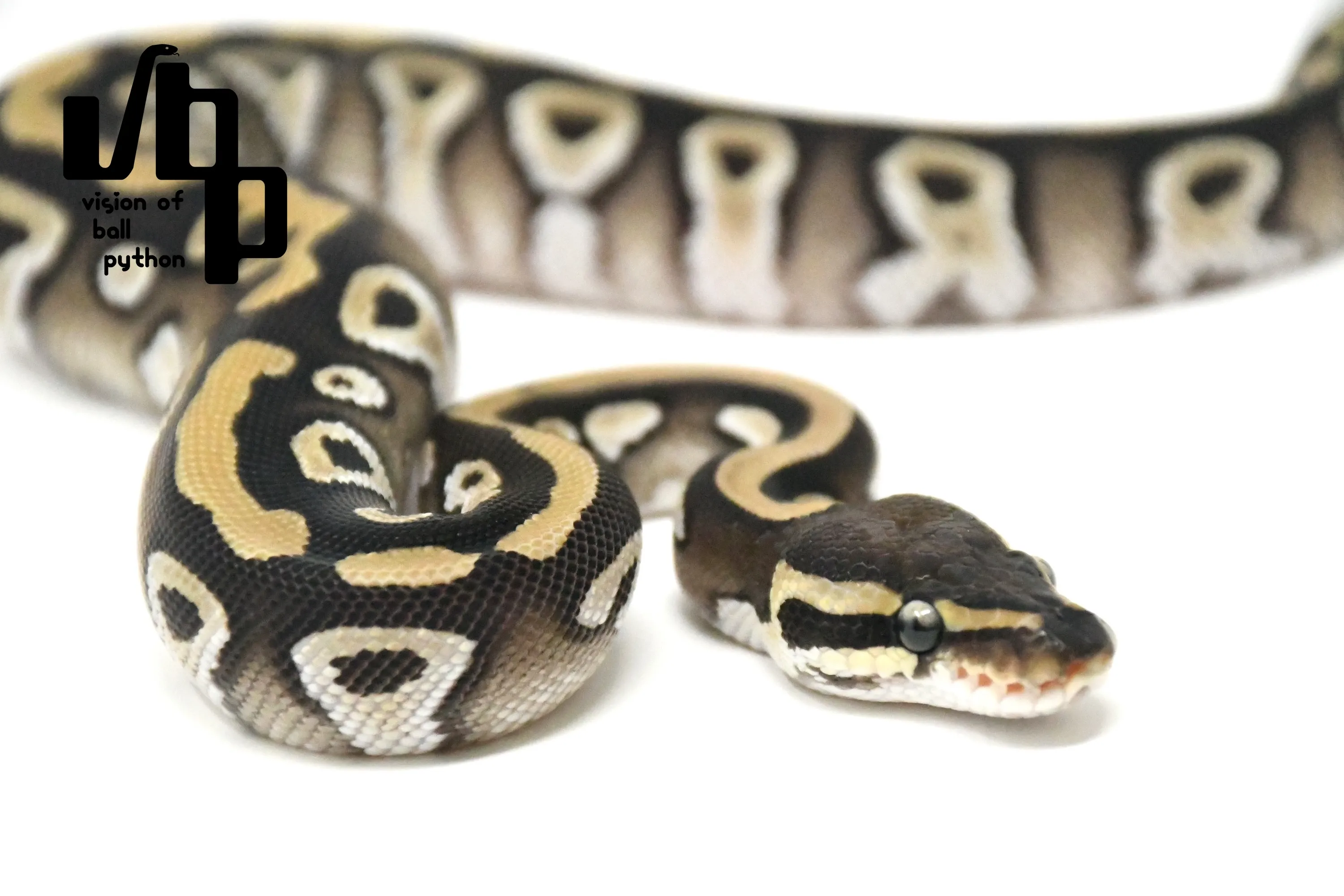 モハベ100%dhゴーストクラウン - 3