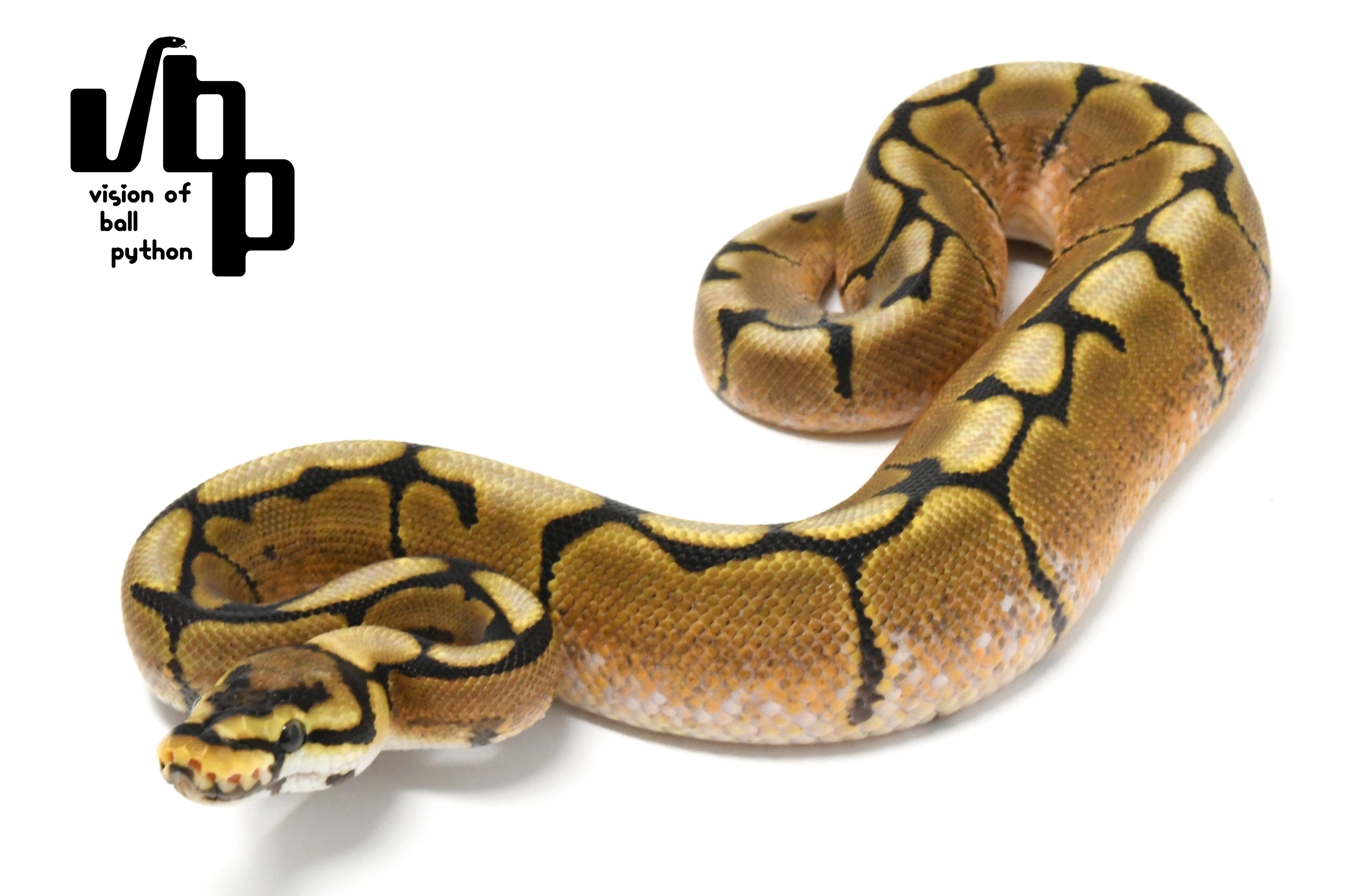 販売個体詳細 | vbp