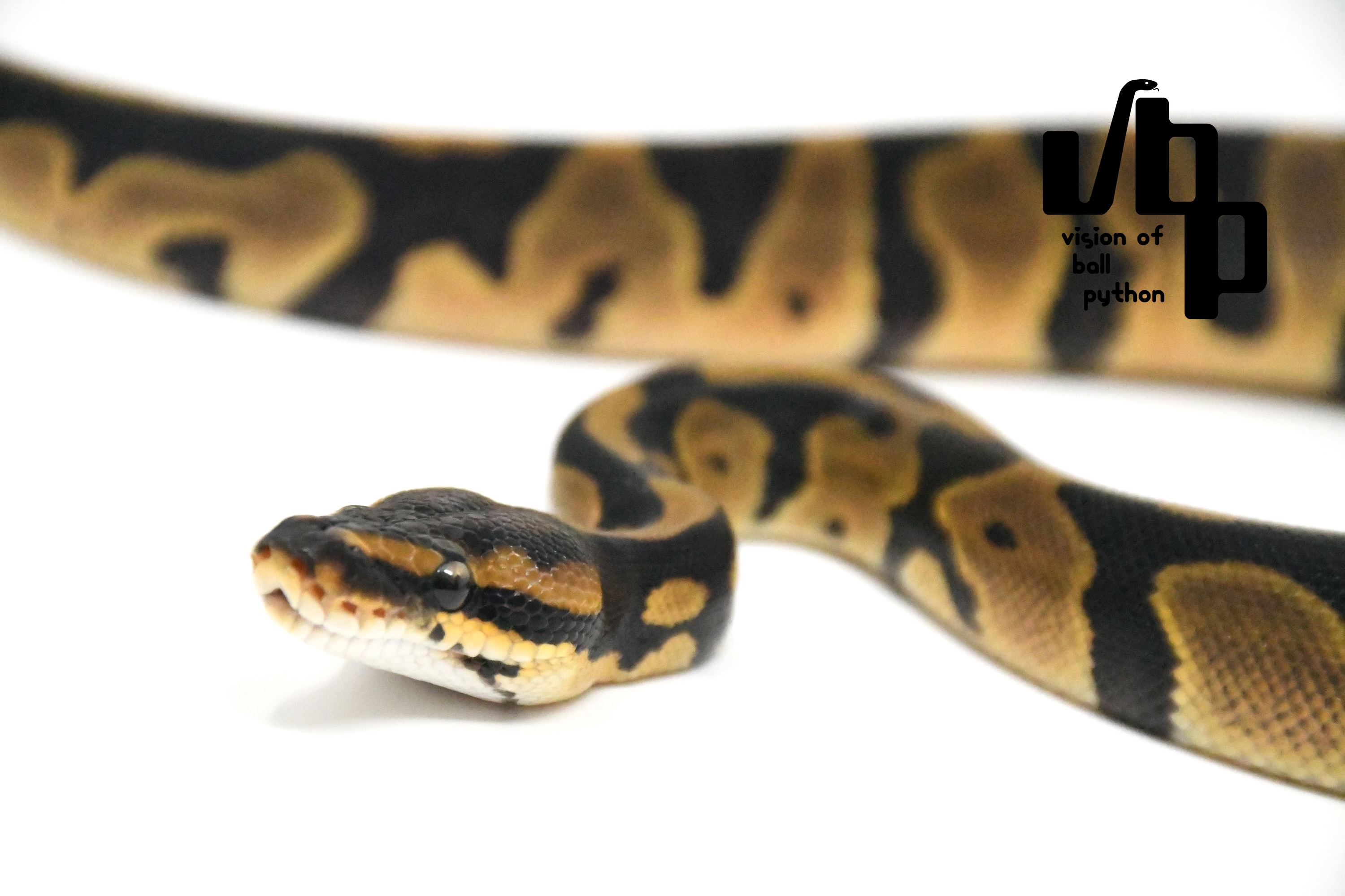 オレンジドリームレオパード - 3