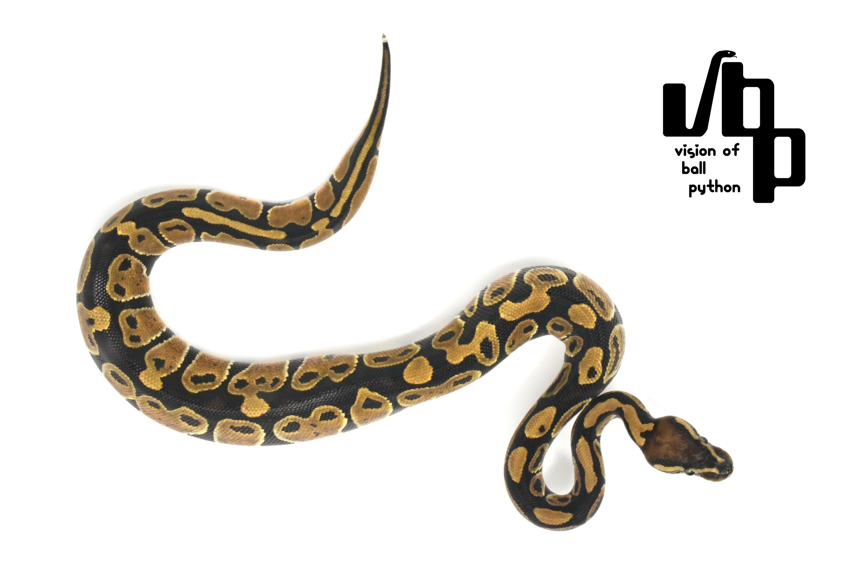 【ペア価格】66%hetレインボー - 2