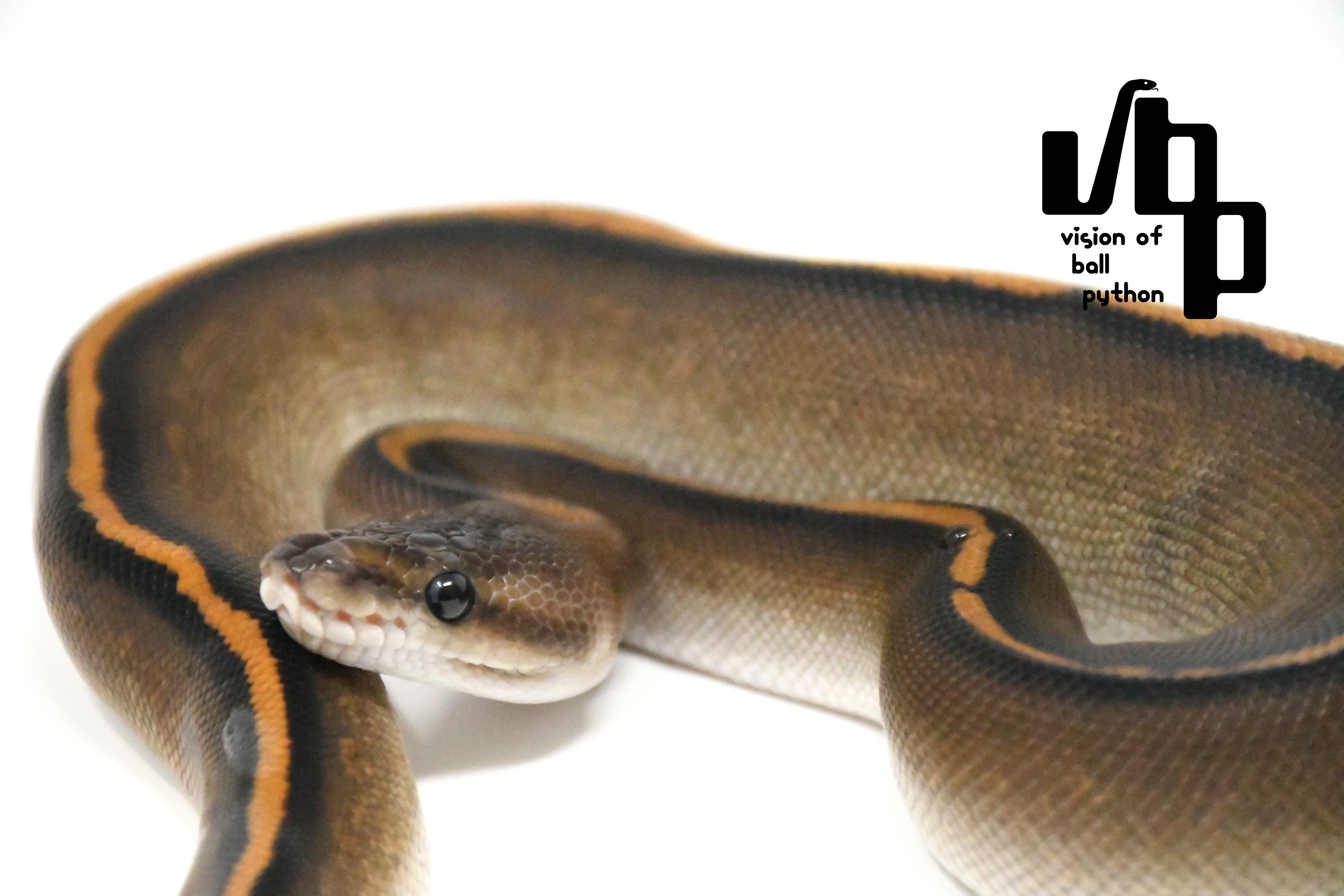 Barnhartブラックパステルシンダーサイプレス100%hetクラウン - 3