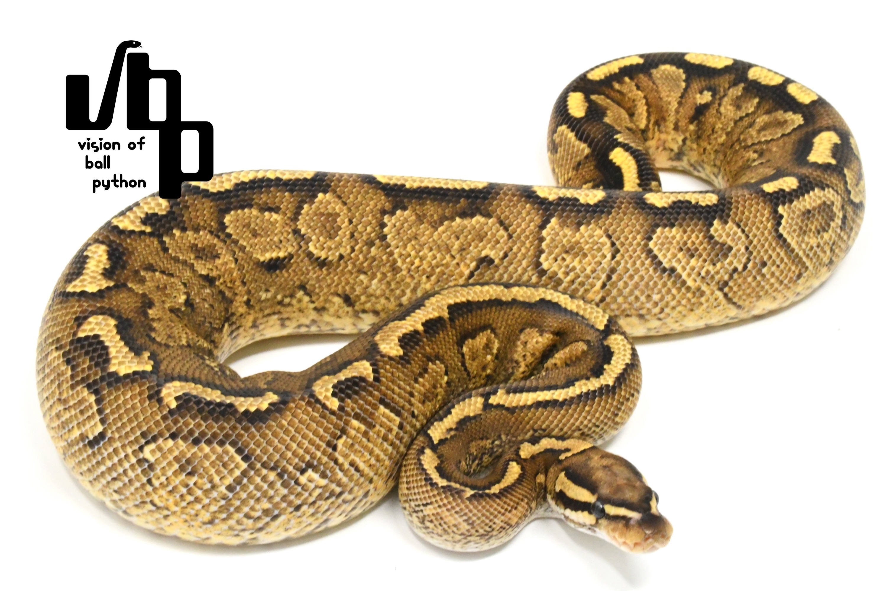 ヘビさん専用 販売個体詳細 | vbp