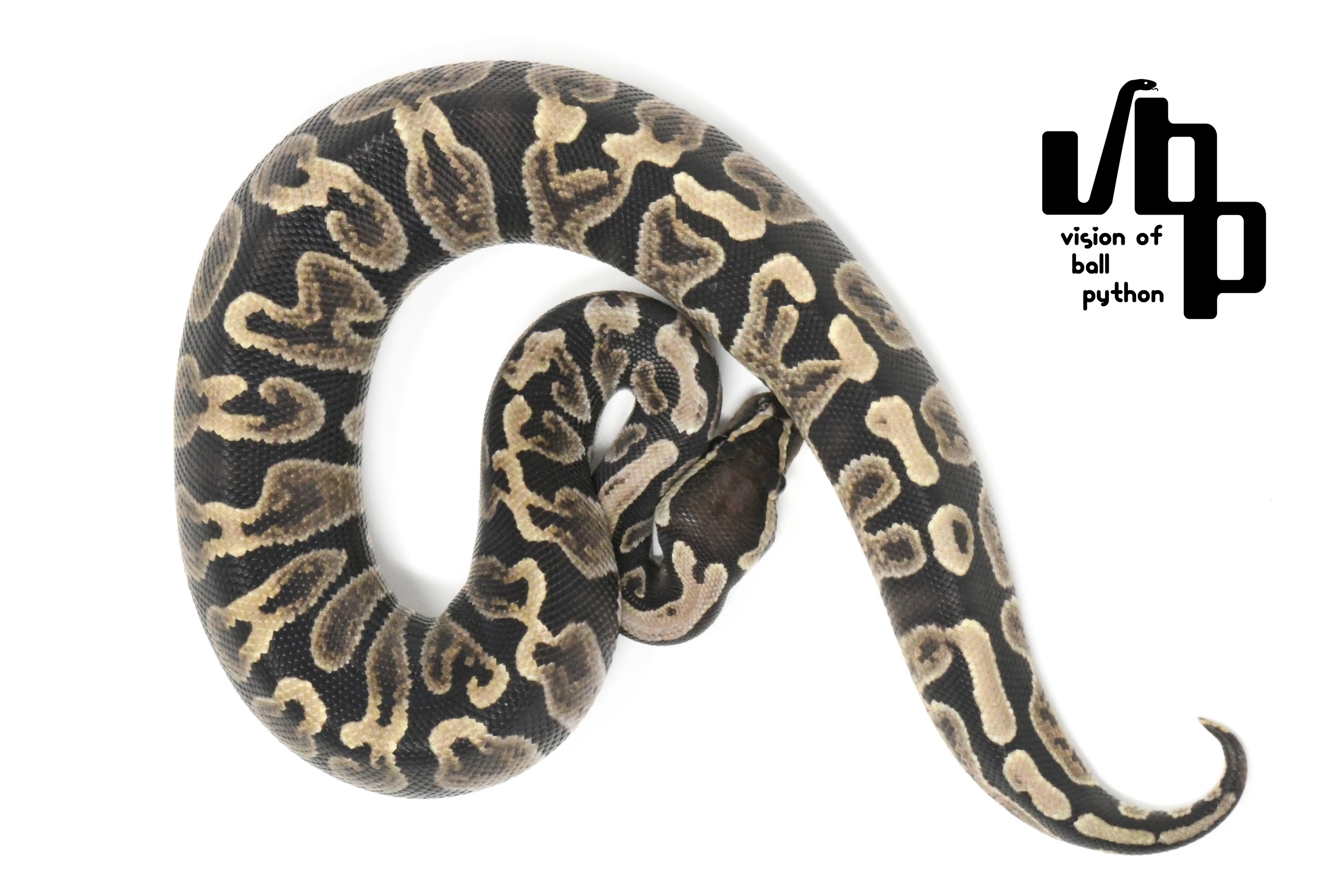 【ペア価格】GHI100%thデザートゴーストゴーストパイボール - 2