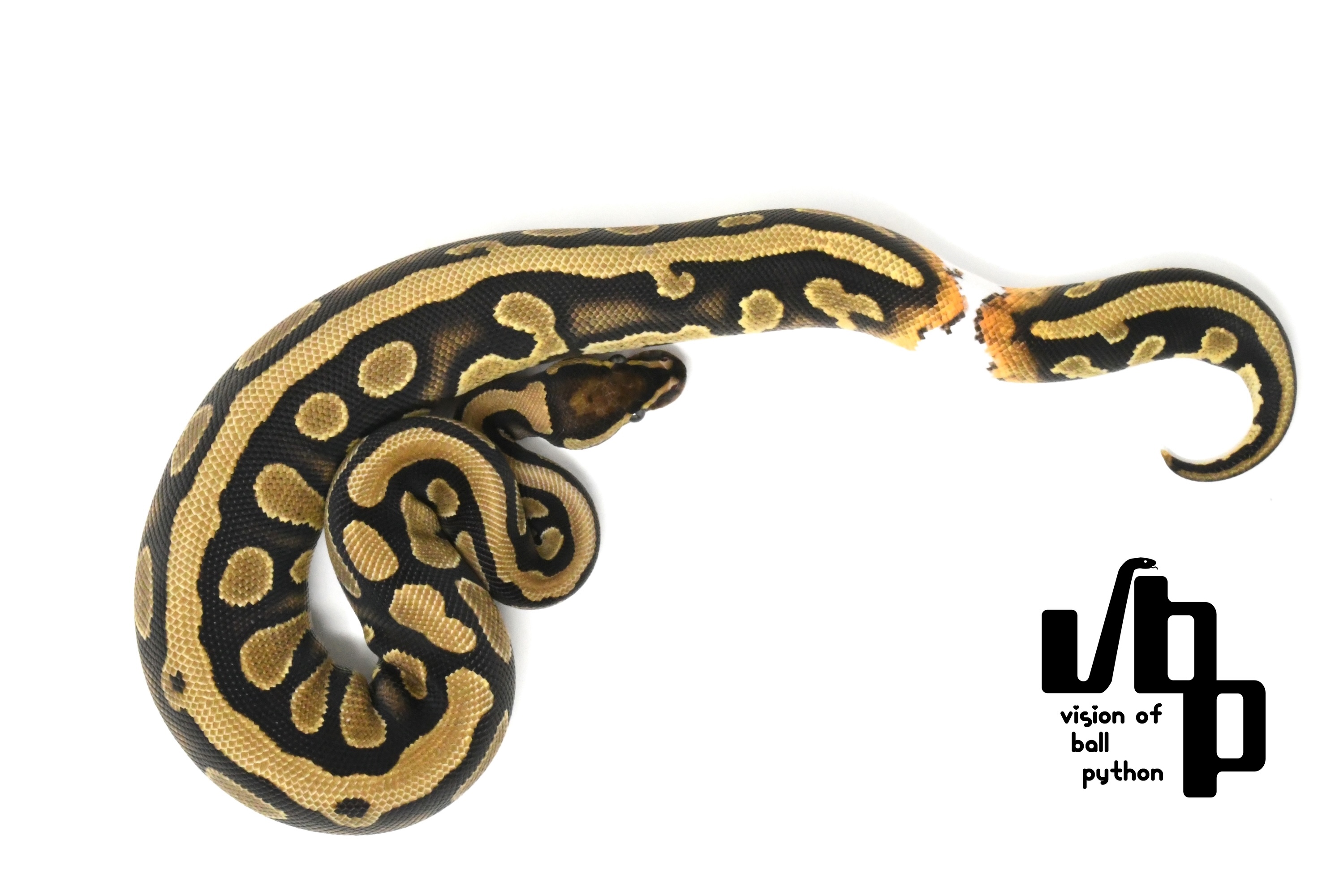 【ペア価格】イエローベリー100%thデザートゴーストゴーストパイボール - 2