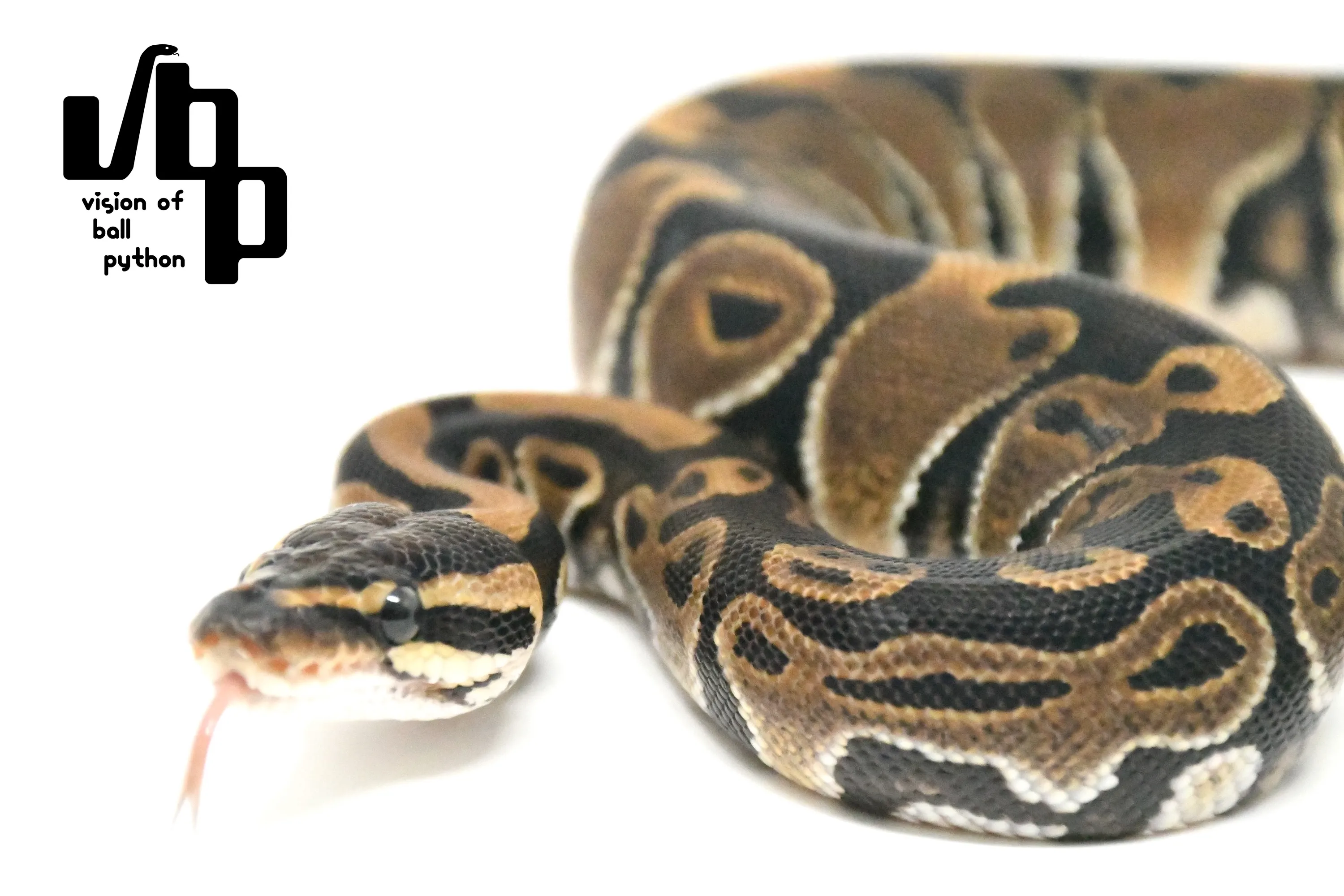 100%dhアルビノクラウン - 3