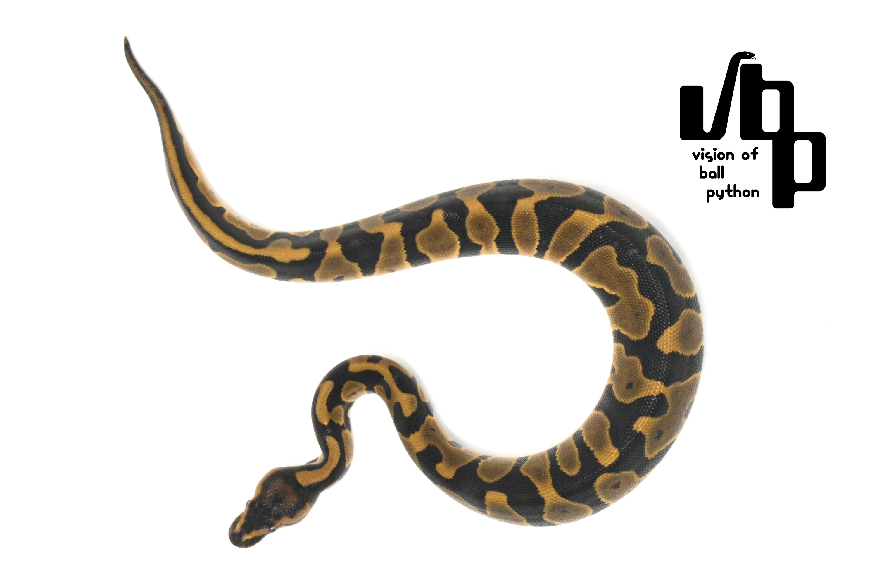 オレンジドリームレオパード - 2