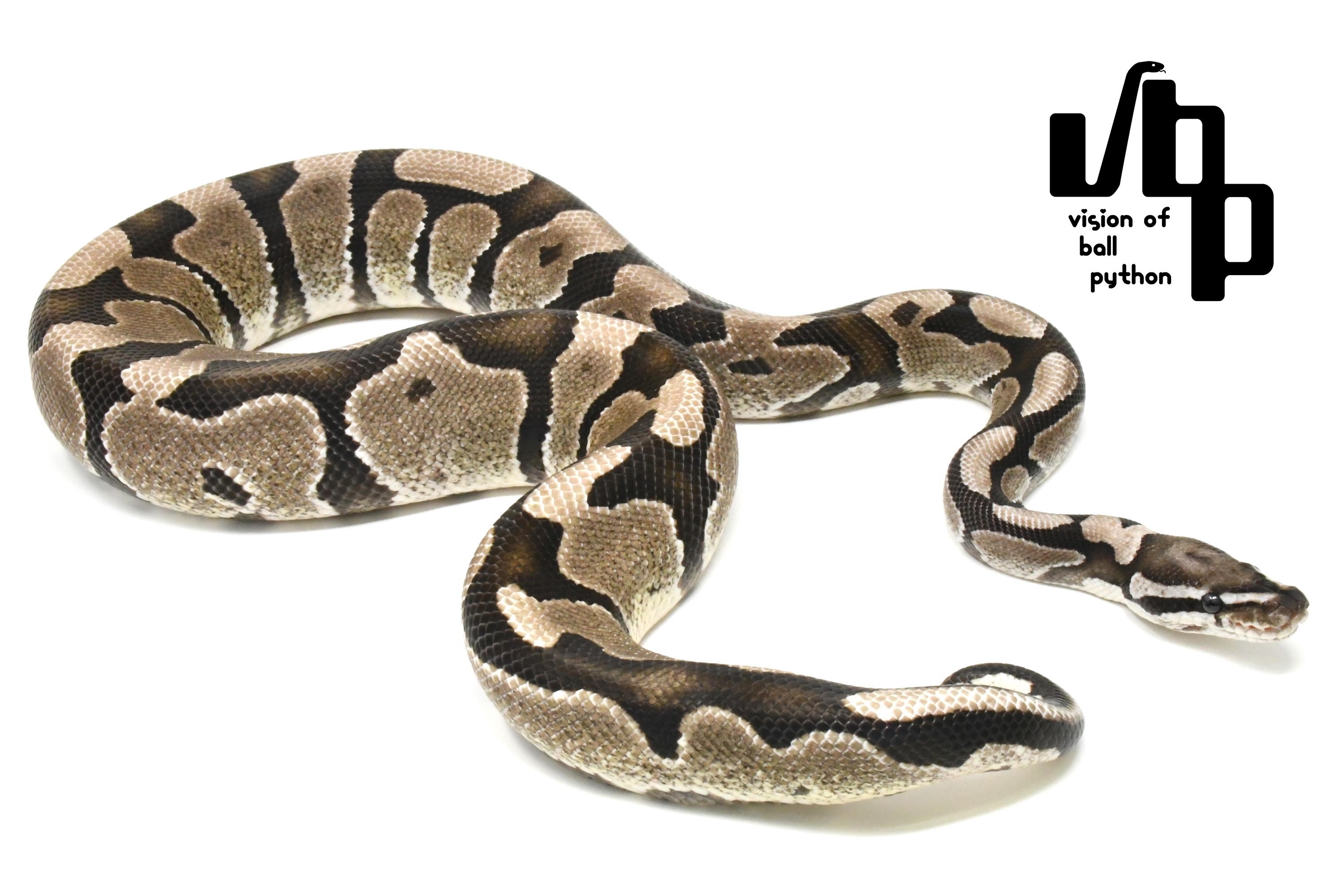 販売個体詳細 | vbp