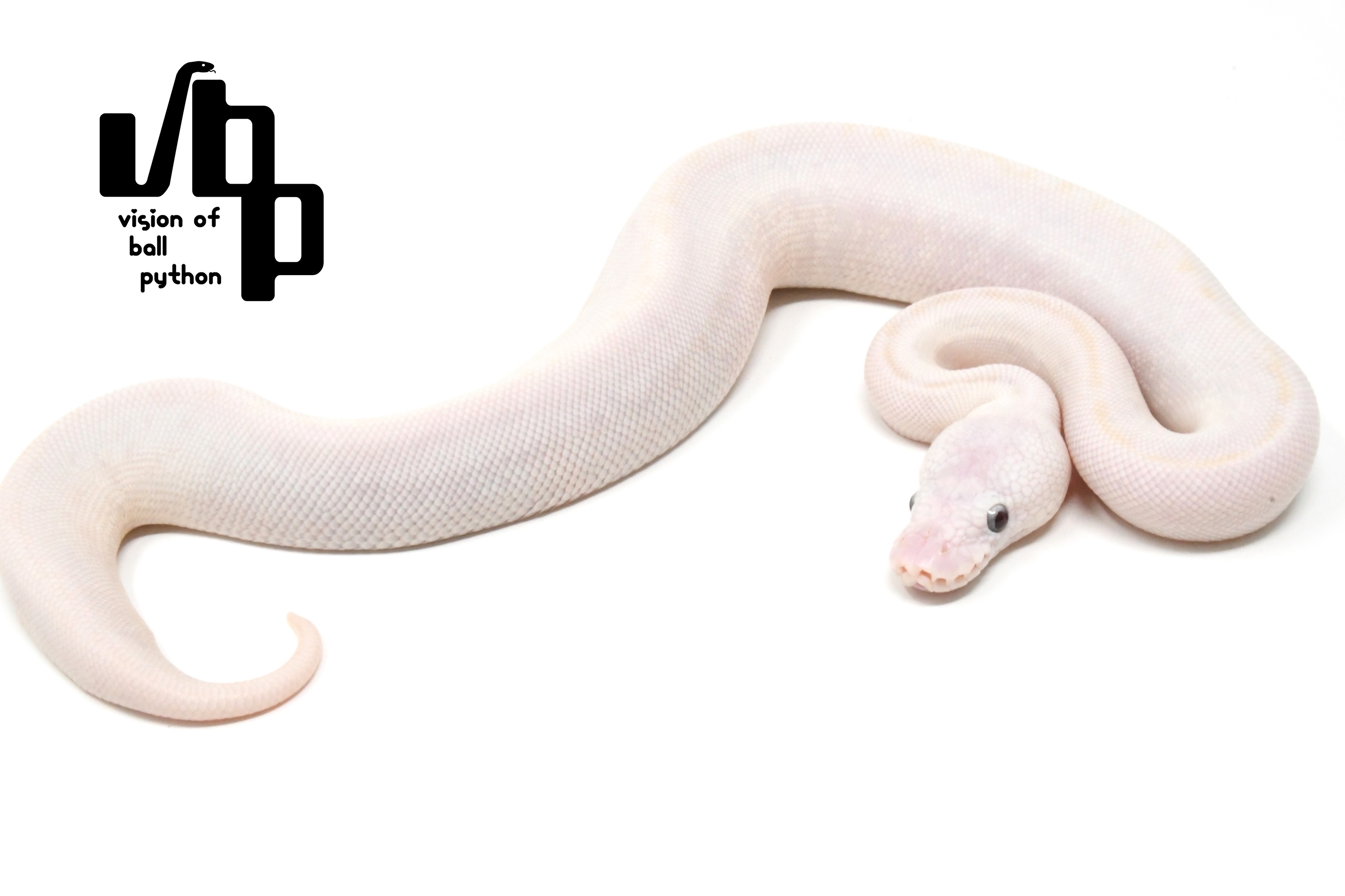 ボールパイソン専門店 vbp