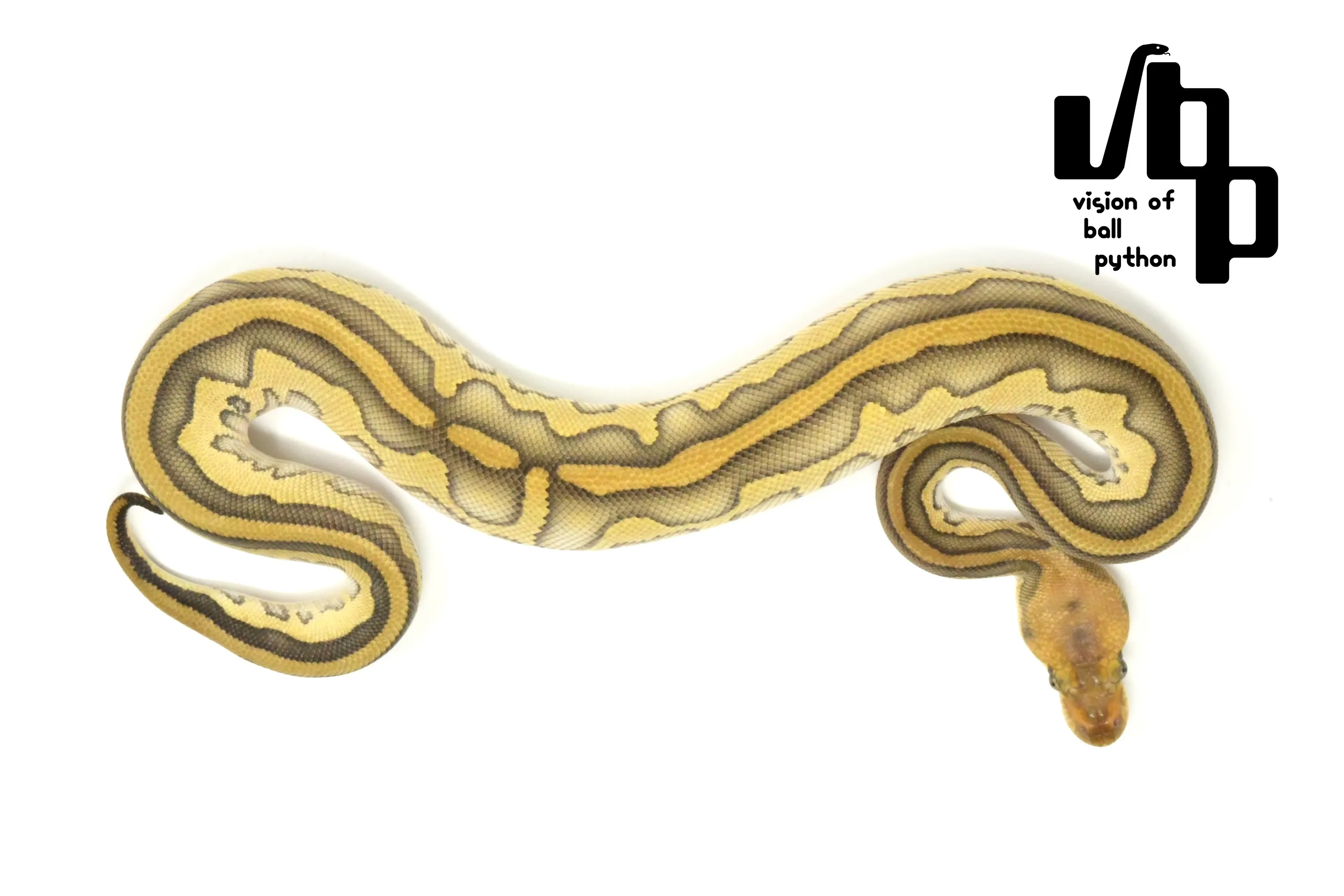 レッサーレオパードチョコレートシナモンクラウン - 2