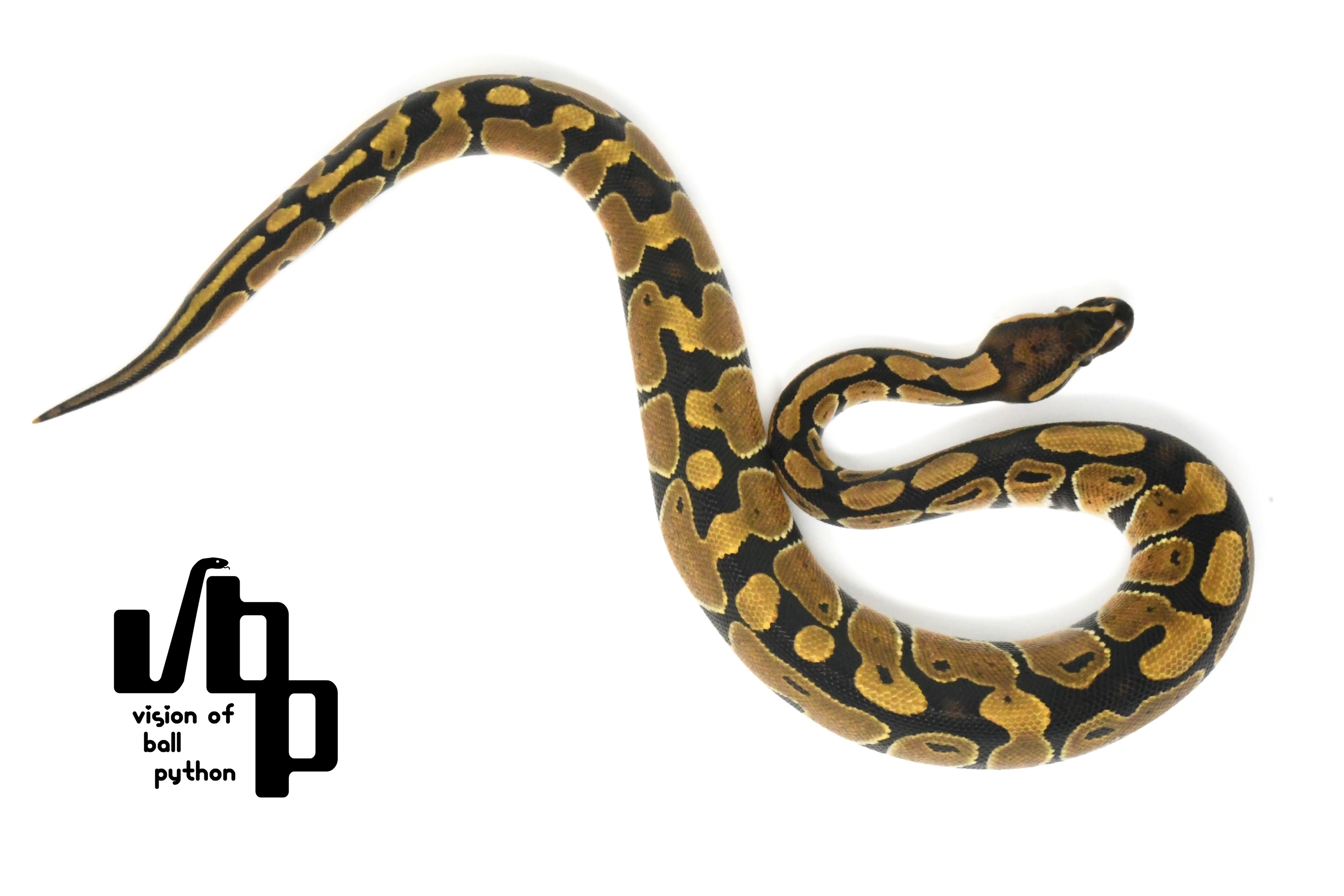 【ペア価格】66%hetレインボー - 2