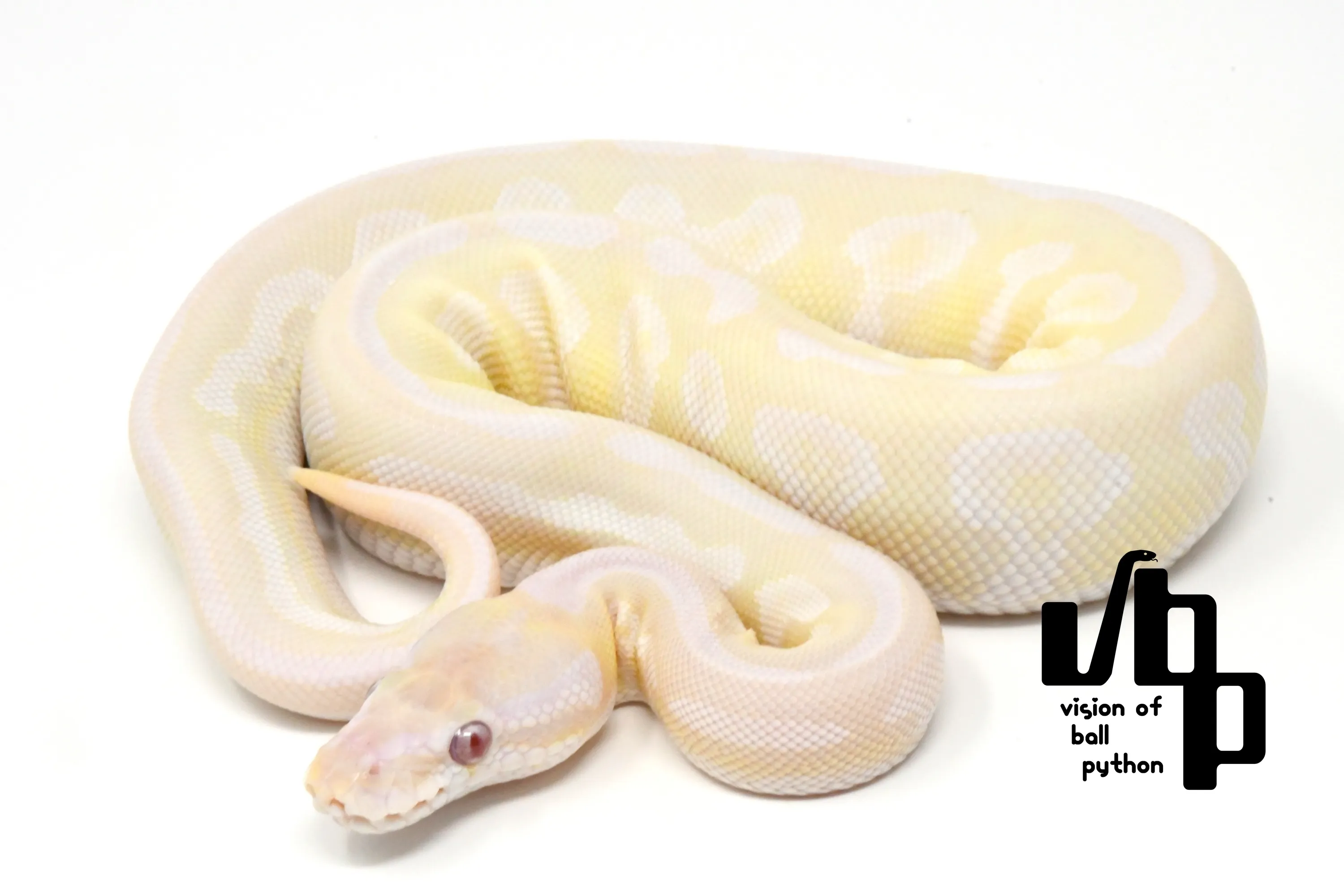 販売個体詳細 | vbp