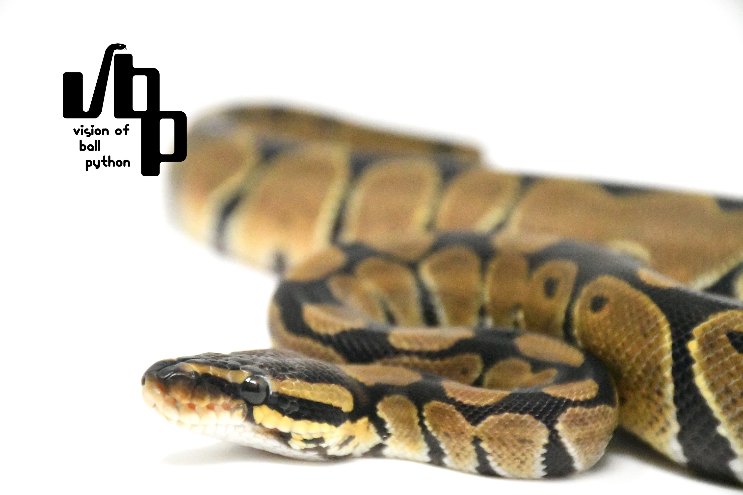 【ペア価格】66%hetレインボークラウン - 3