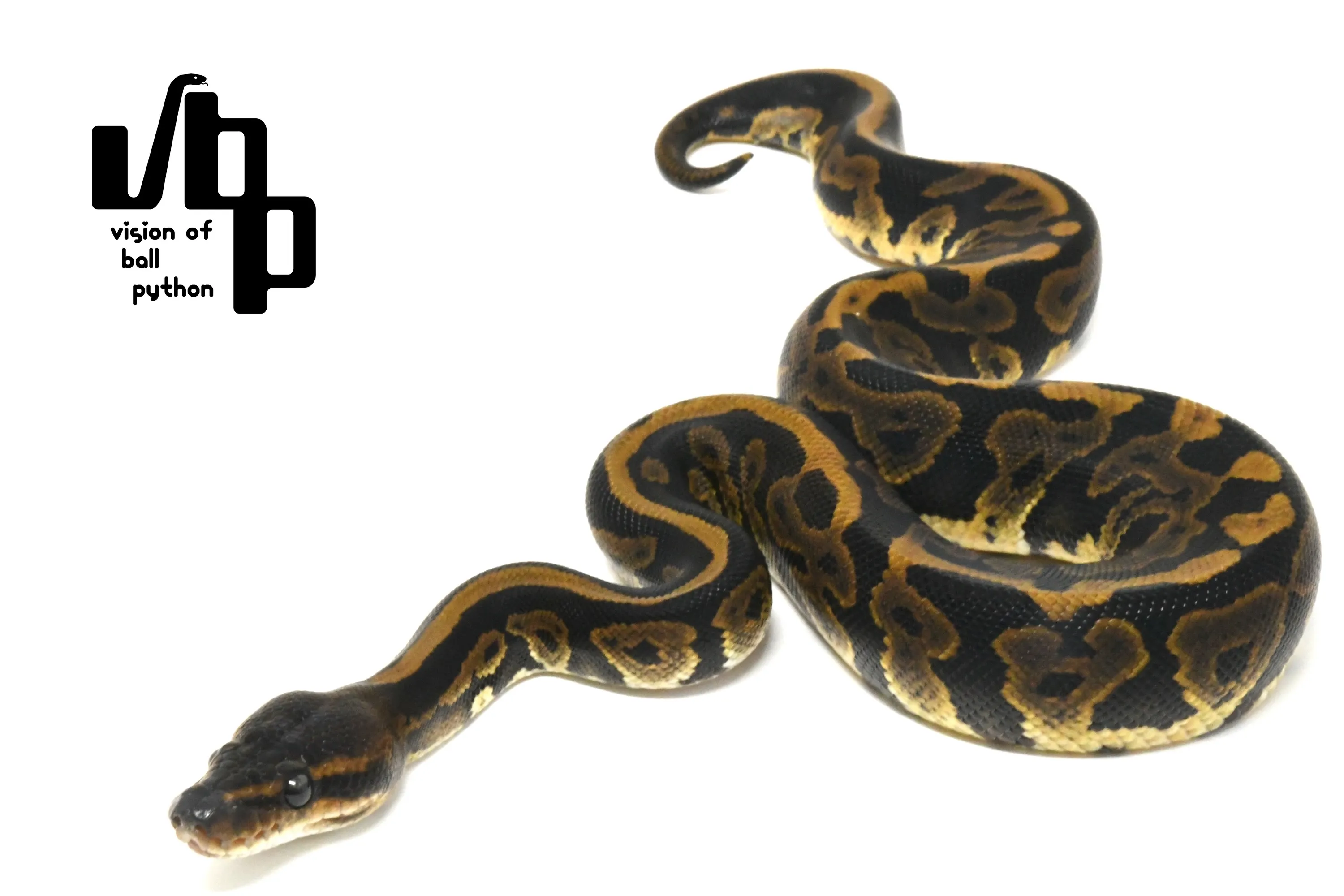 販売個体詳細 | vbp