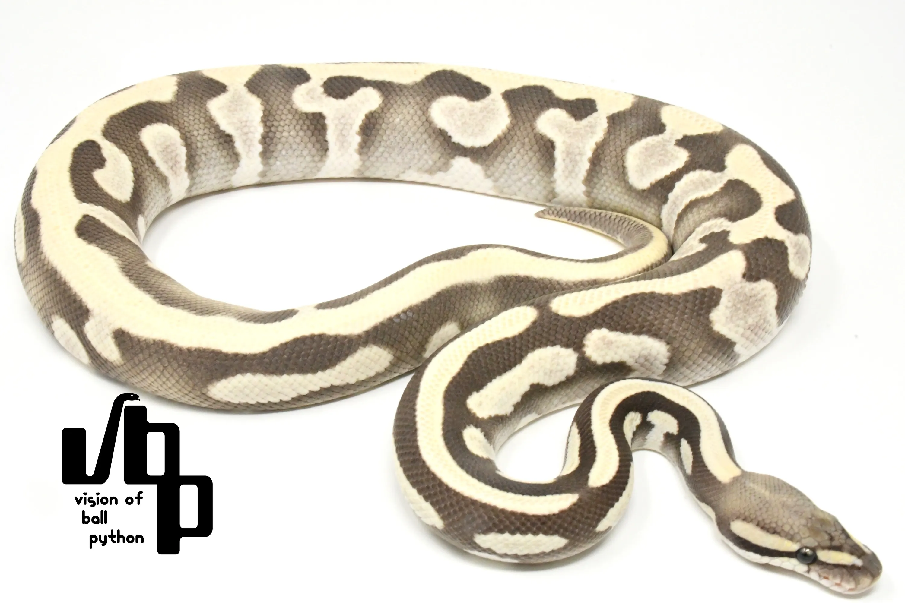 販売個体詳細 | vbp