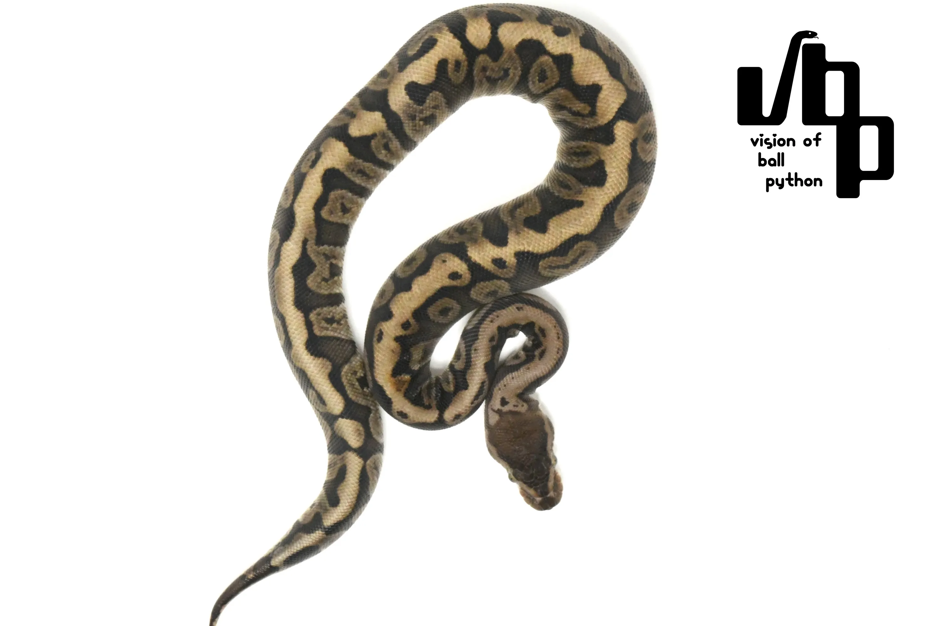 GHIHGW100%hetデザートゴースト - 2