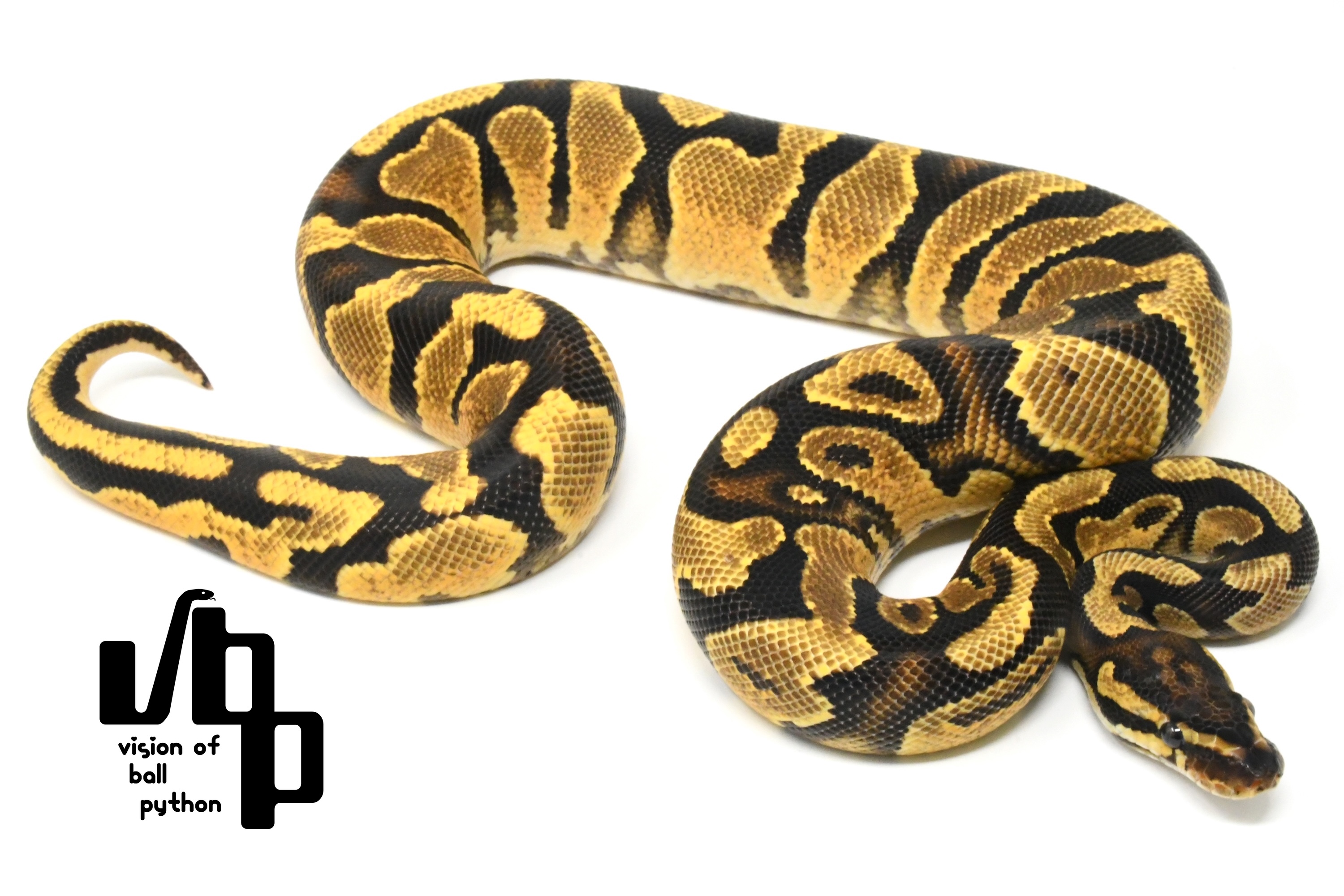 販売個体詳細 | vbp