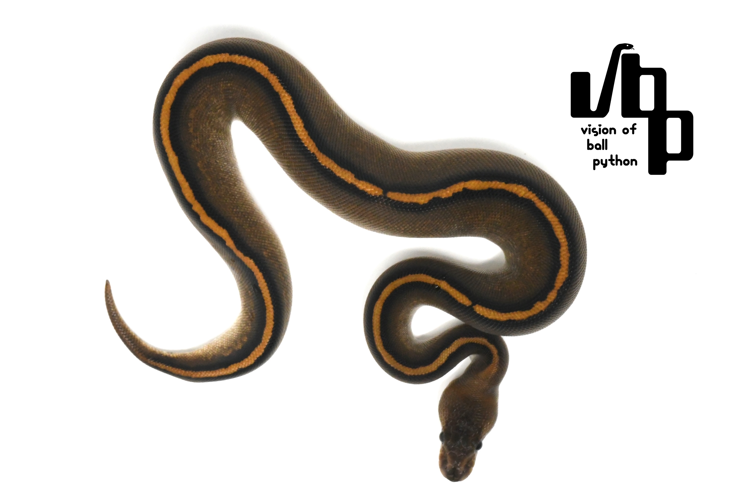 Barnhartブラックパステルシンダーサイプレス100%hetクラウン - 2