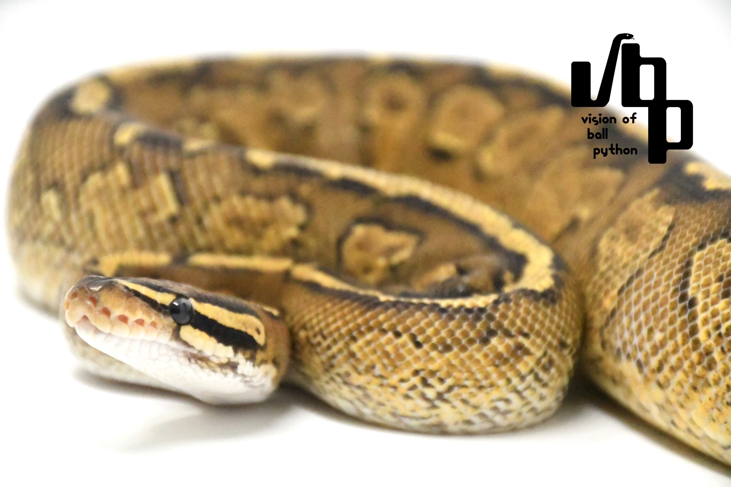 新入荷US便公開のお知らせ