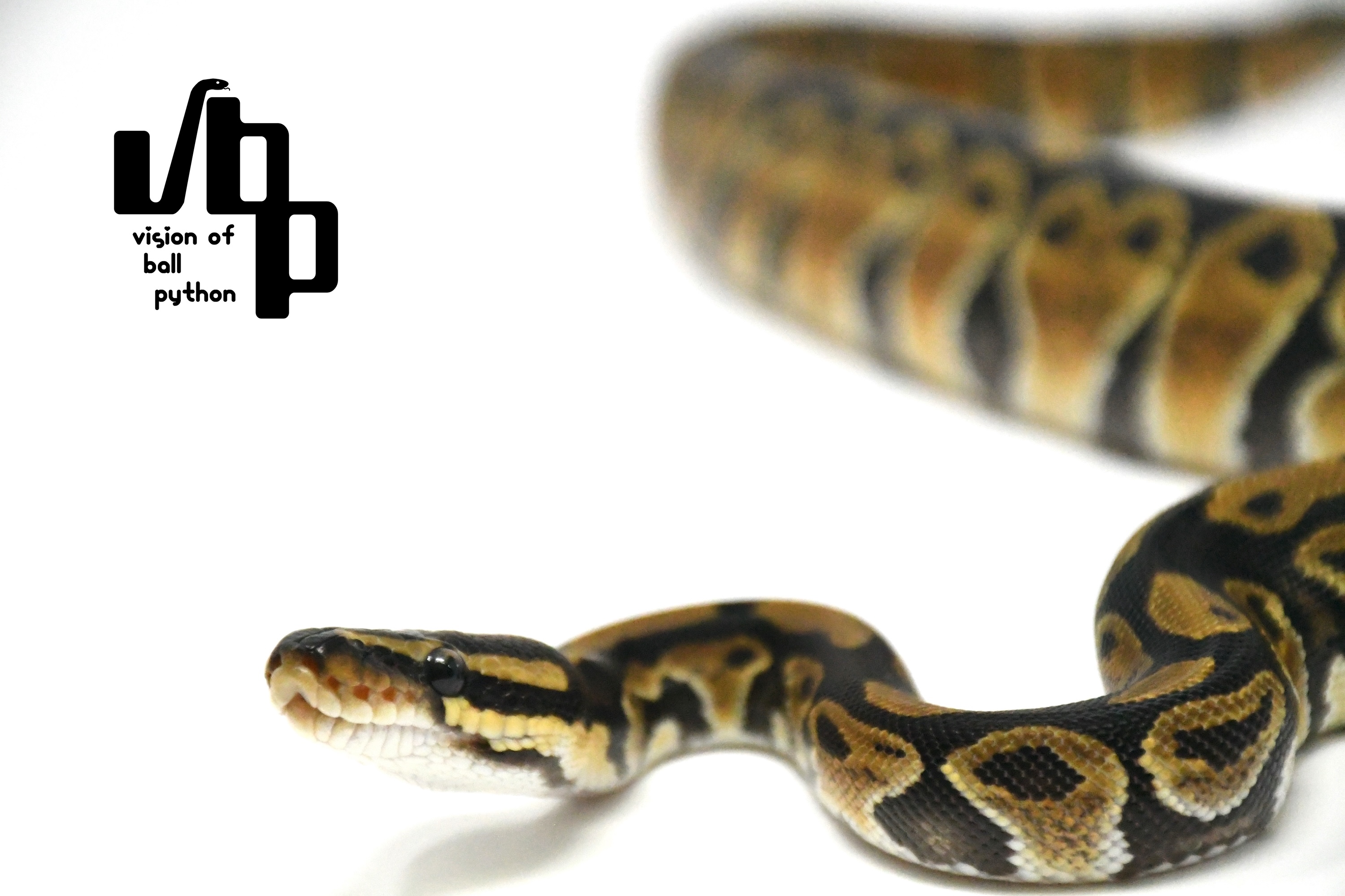 【ペア価格】66%hetレインボー - 3