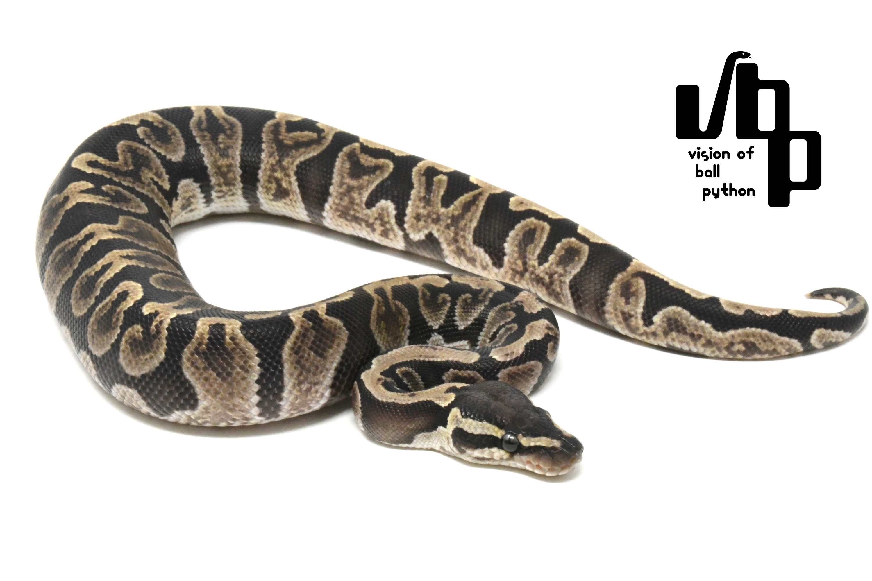 【ペア価格】GHI100%thデザートゴーストゴーストパイボール - 1