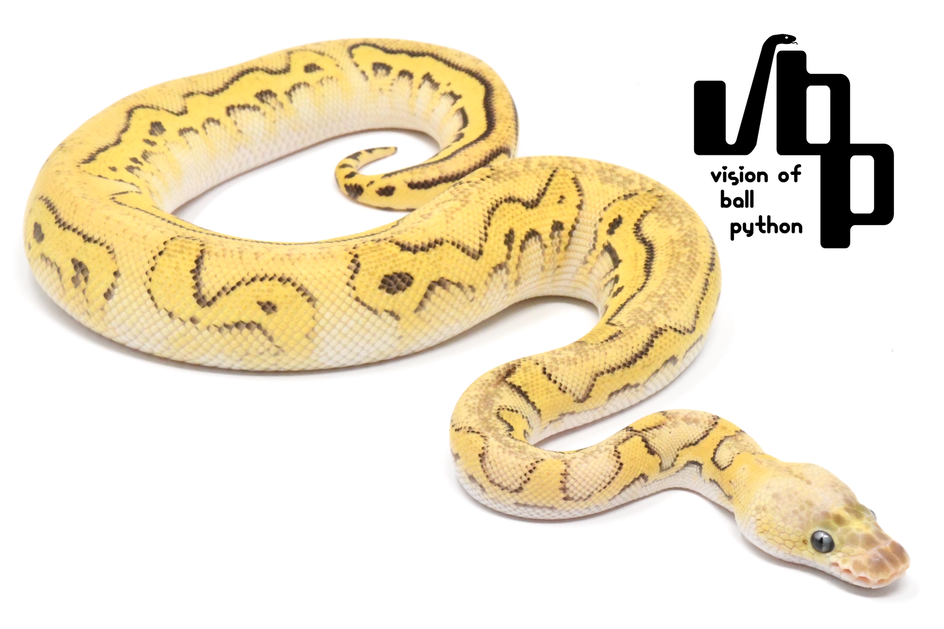 販売個体詳細 | vbp